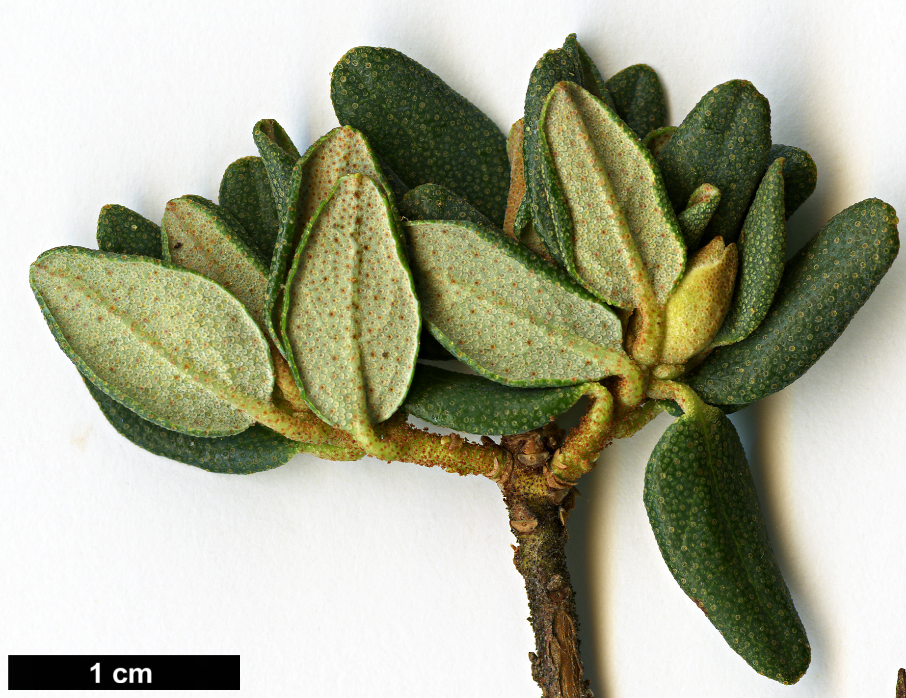 High resolution image: Family: Ericaceae - Genus: Rhododendron - Taxon: impeditum