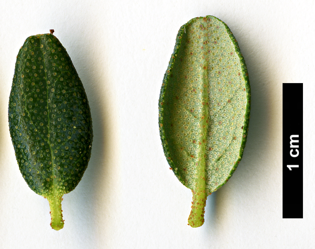 High resolution image: Family: Ericaceae - Genus: Rhododendron - Taxon: impeditum