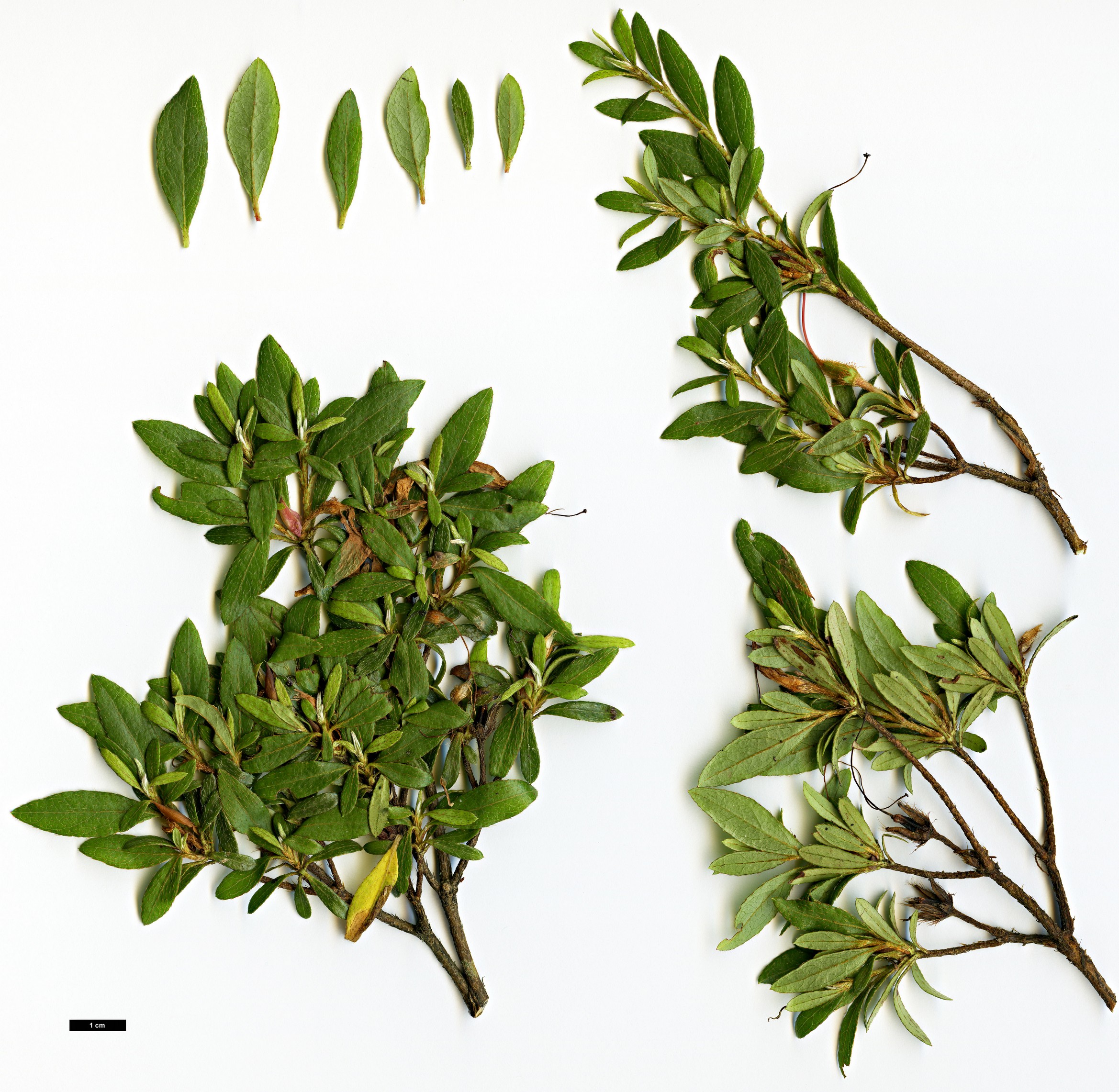 High resolution image: Family: Ericaceae - Genus: Rhododendron - Taxon: indicum