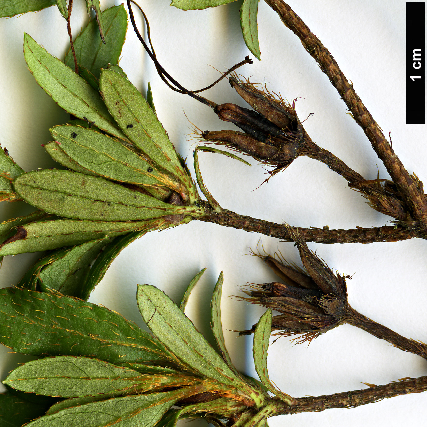 High resolution image: Family: Ericaceae - Genus: Rhododendron - Taxon: indicum