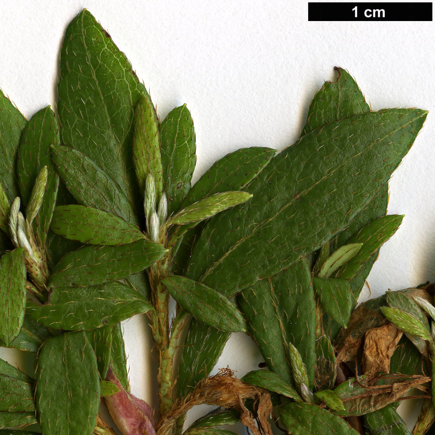 High resolution image: Family: Ericaceae - Genus: Rhododendron - Taxon: indicum
