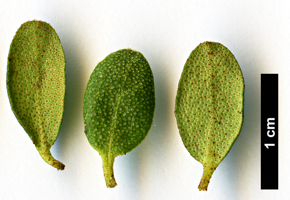 High resolution image: Family: Ericaceae - Genus: Rhododendron - Taxon: intricatum