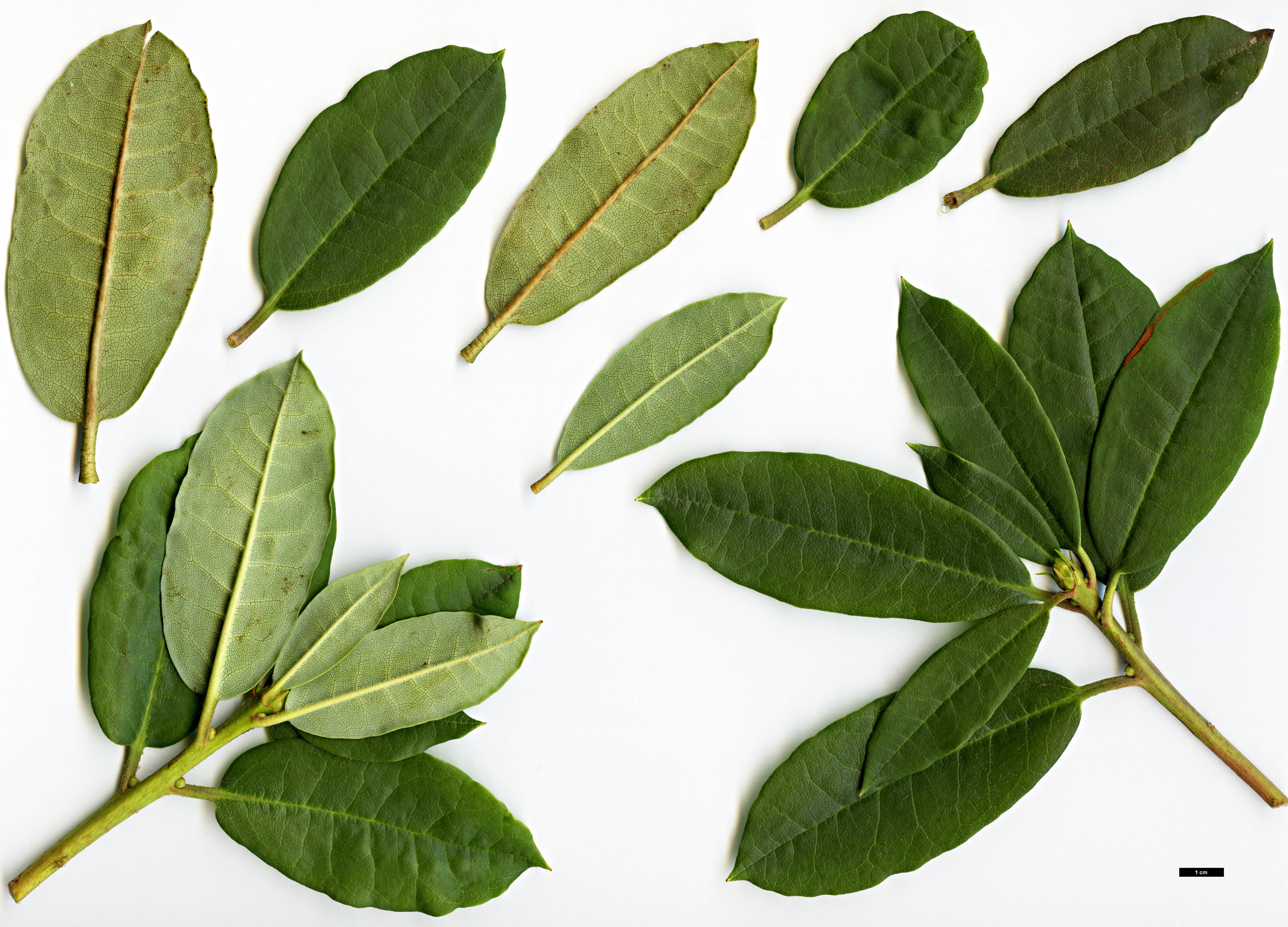 High resolution image: Family: Ericaceae - Genus: Rhododendron - Taxon: irroratum