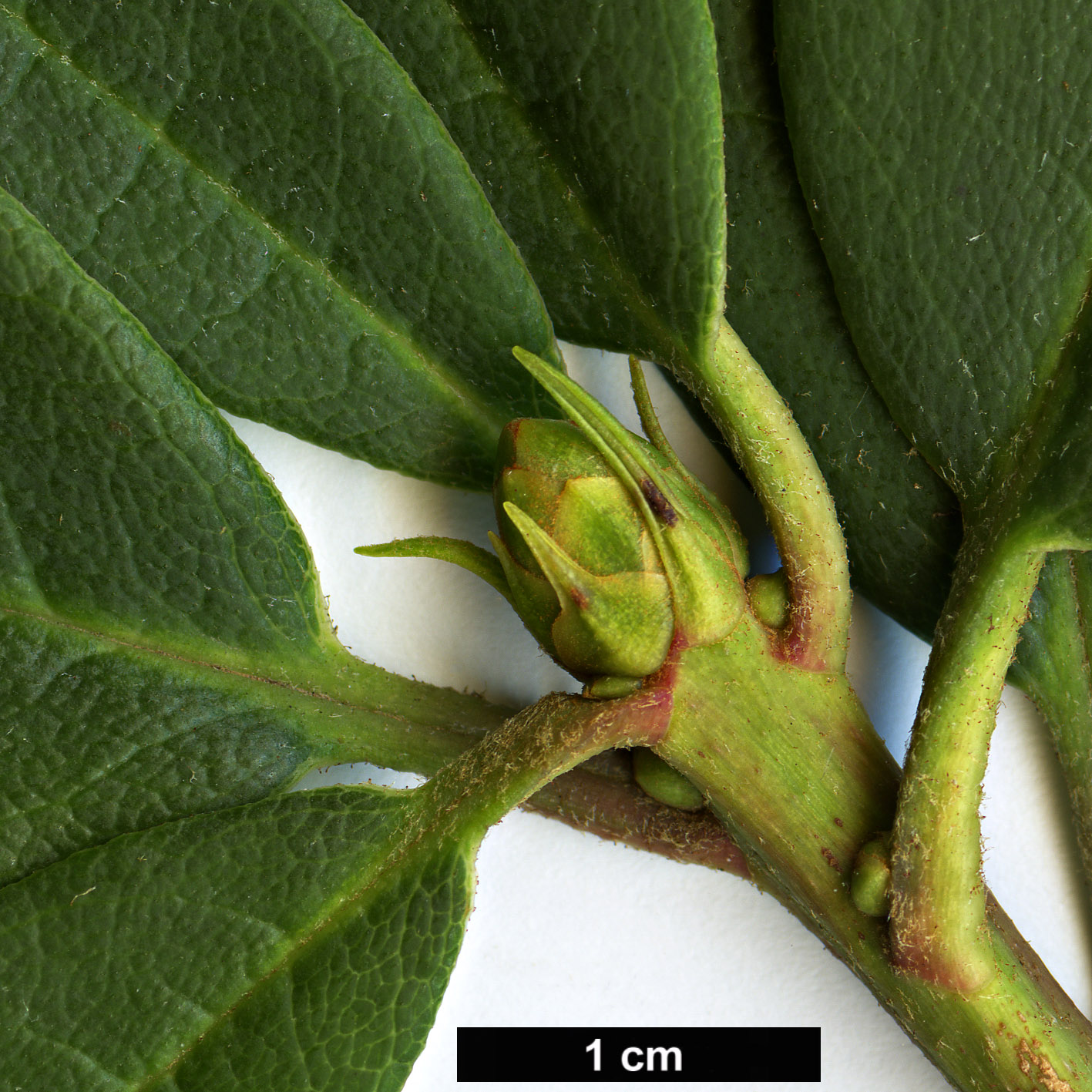 High resolution image: Family: Ericaceae - Genus: Rhododendron - Taxon: irroratum