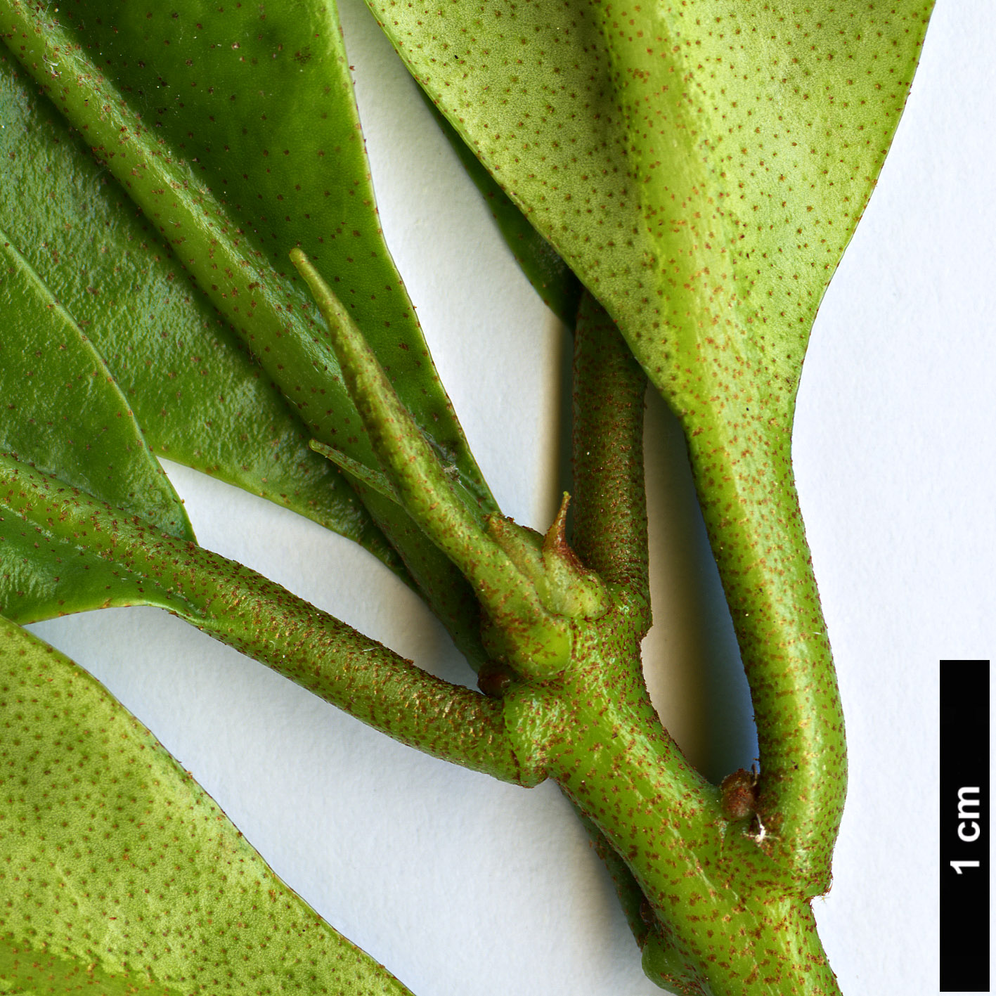 High resolution image: Family: Ericaceae - Genus: Rhododendron - Taxon: javanicum
