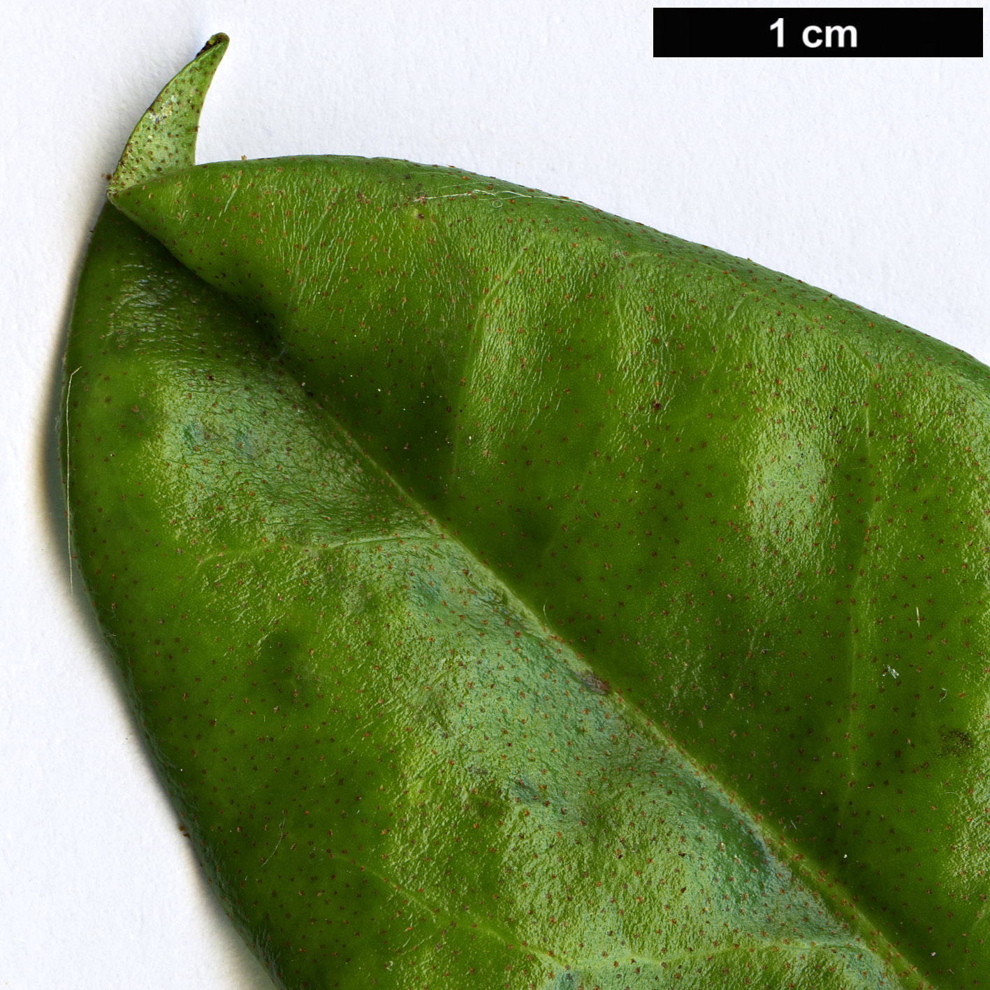 High resolution image: Family: Ericaceae - Genus: Rhododendron - Taxon: javanicum
