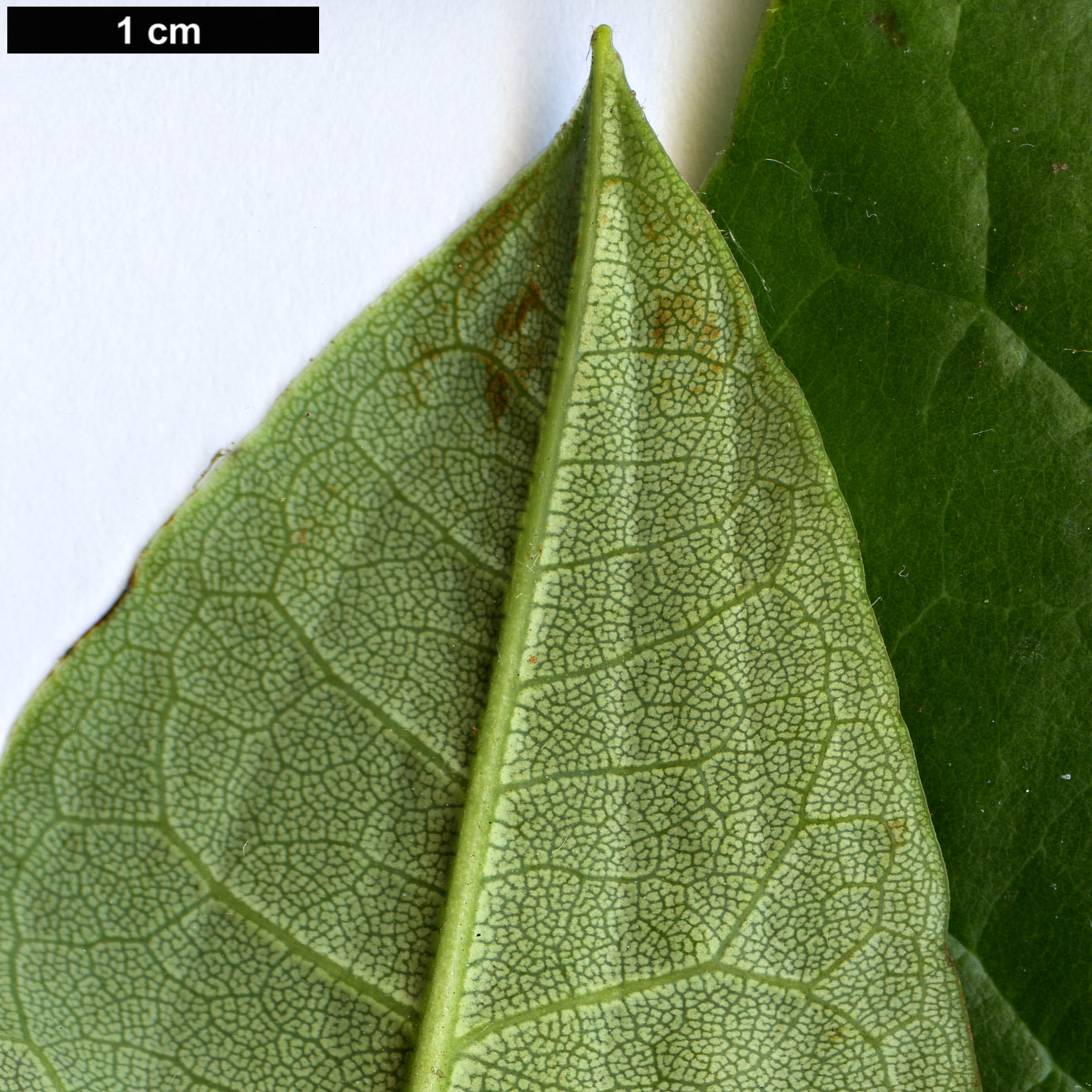 High resolution image: Family: Ericaceae - Genus: Rhododendron - Taxon: jinchangense