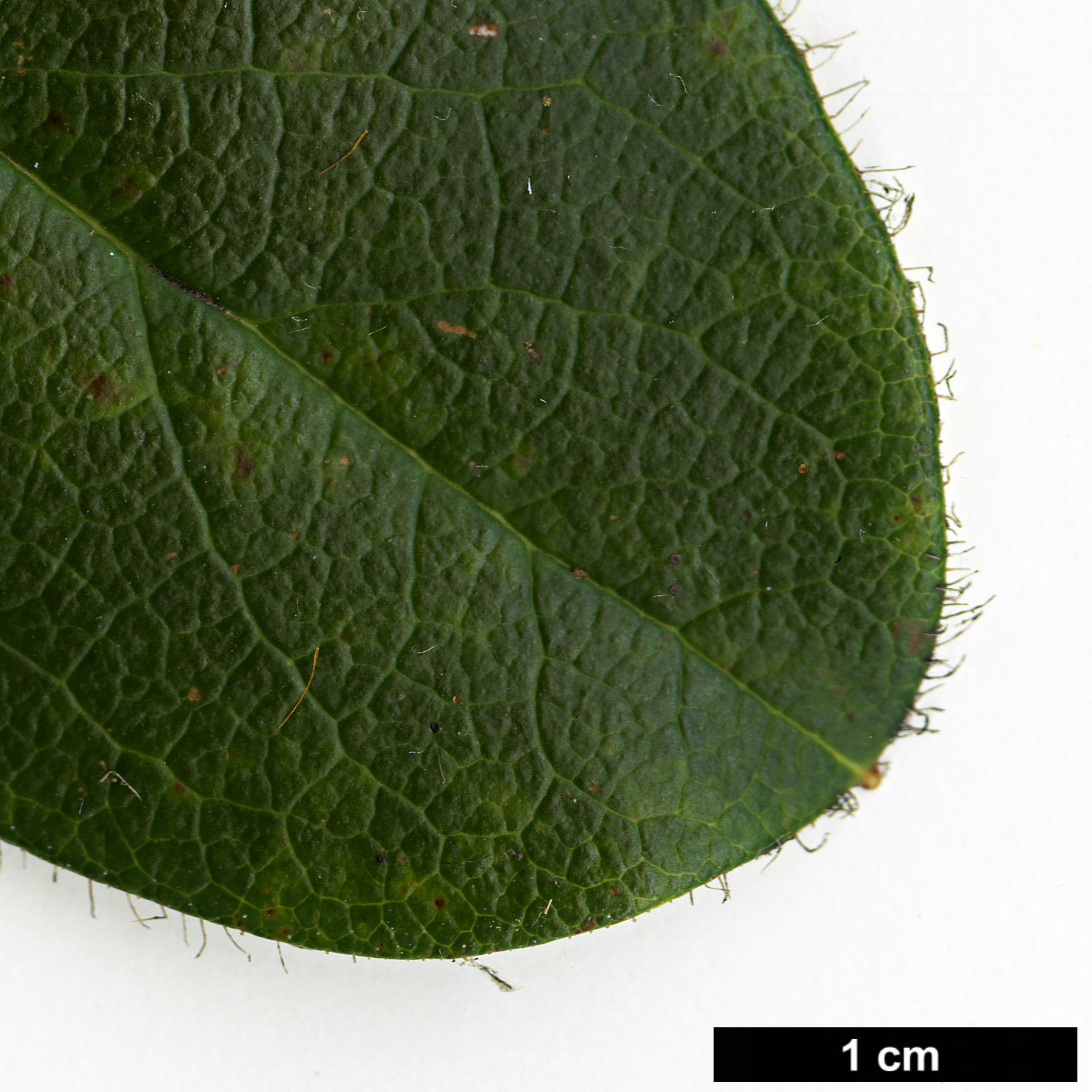 High resolution image: Family: Ericaceae - Genus: Rhododendron - Taxon: johnstoneanum