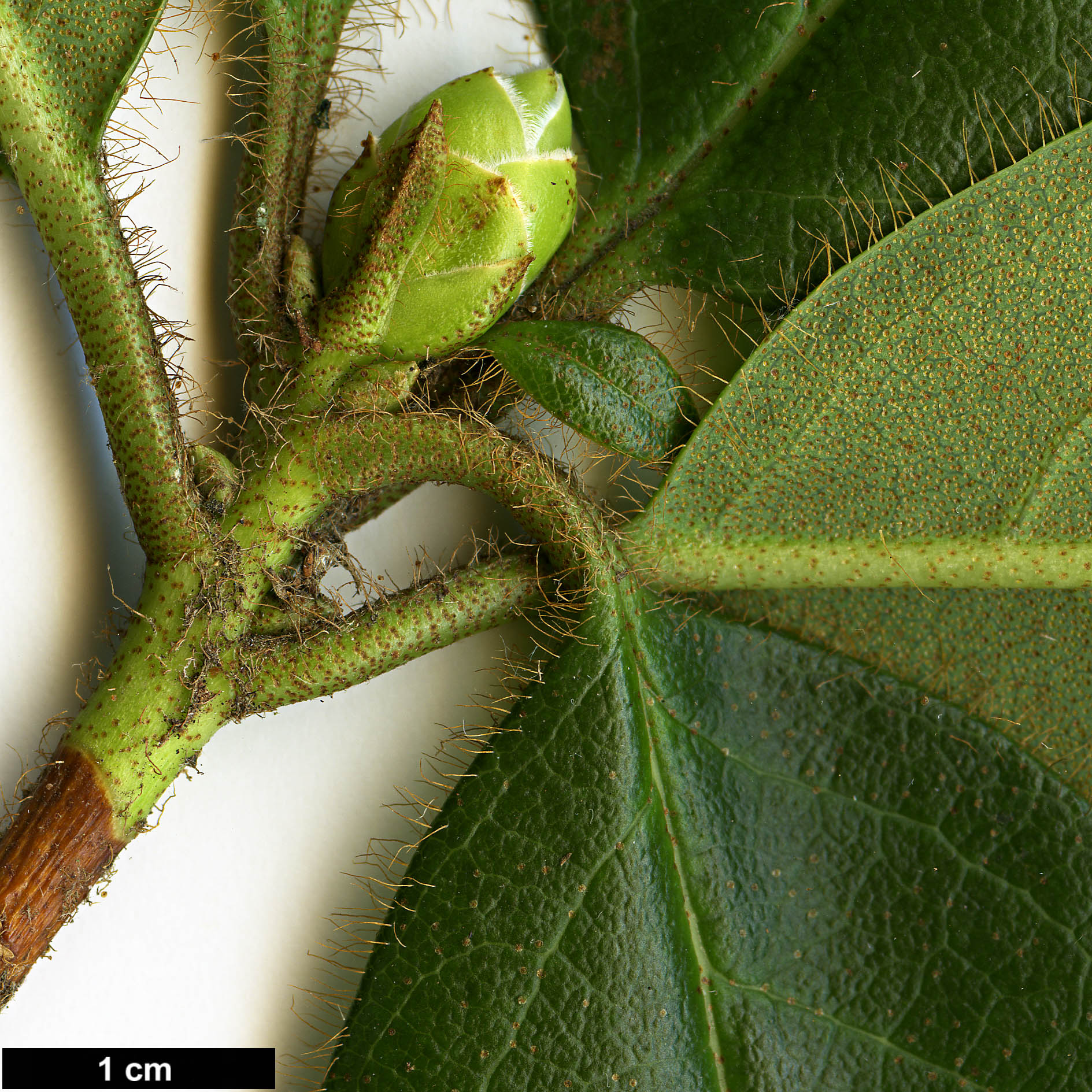 High resolution image: Family: Ericaceae - Genus: Rhododendron - Taxon: johnstoneanum