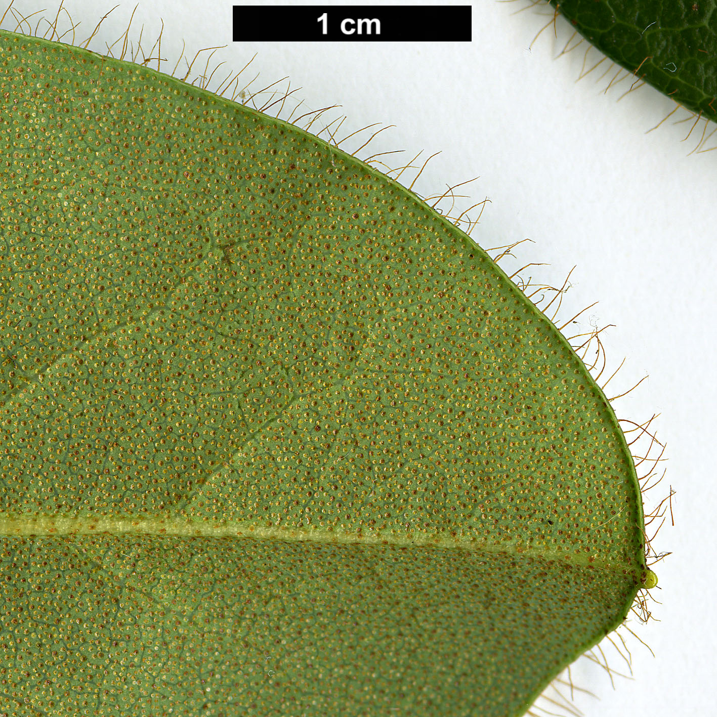 High resolution image: Family: Ericaceae - Genus: Rhododendron - Taxon: johnstoneanum