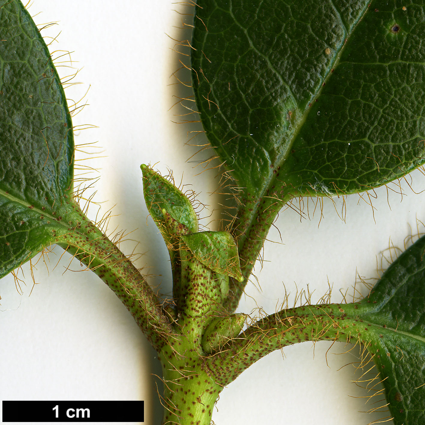 High resolution image: Family: Ericaceae - Genus: Rhododendron - Taxon: johnstoneanum