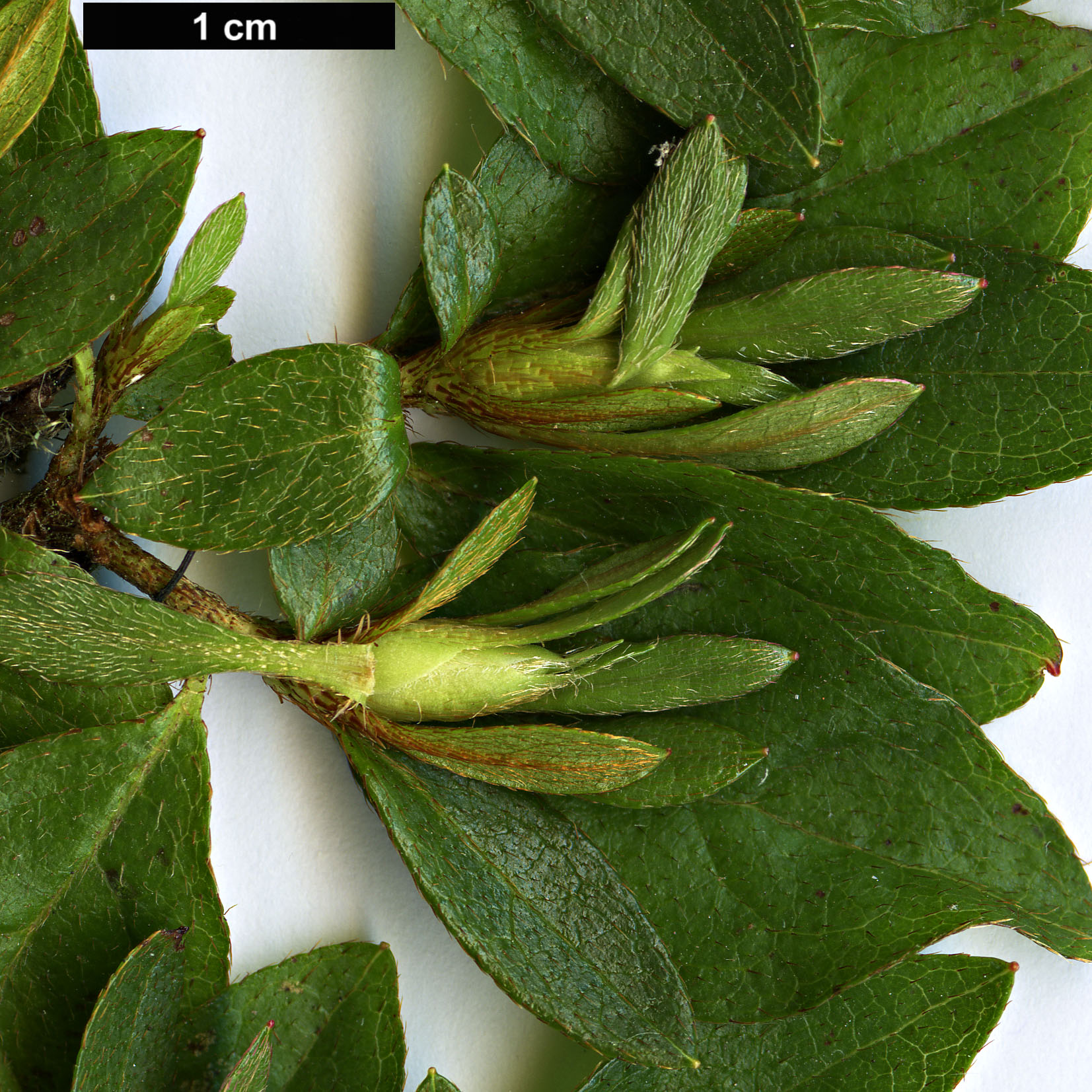 High resolution image: Family: Ericaceae - Genus: Rhododendron - Taxon: kaempferi - SpeciesSub: 'Doleshy'