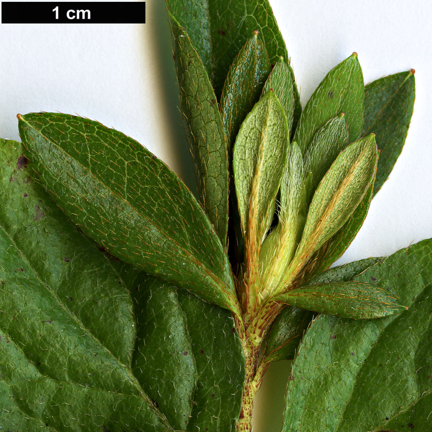 High resolution image: Family: Ericaceae - Genus: Rhododendron - Taxon: kaempferi - SpeciesSub: 'Doleshy'
