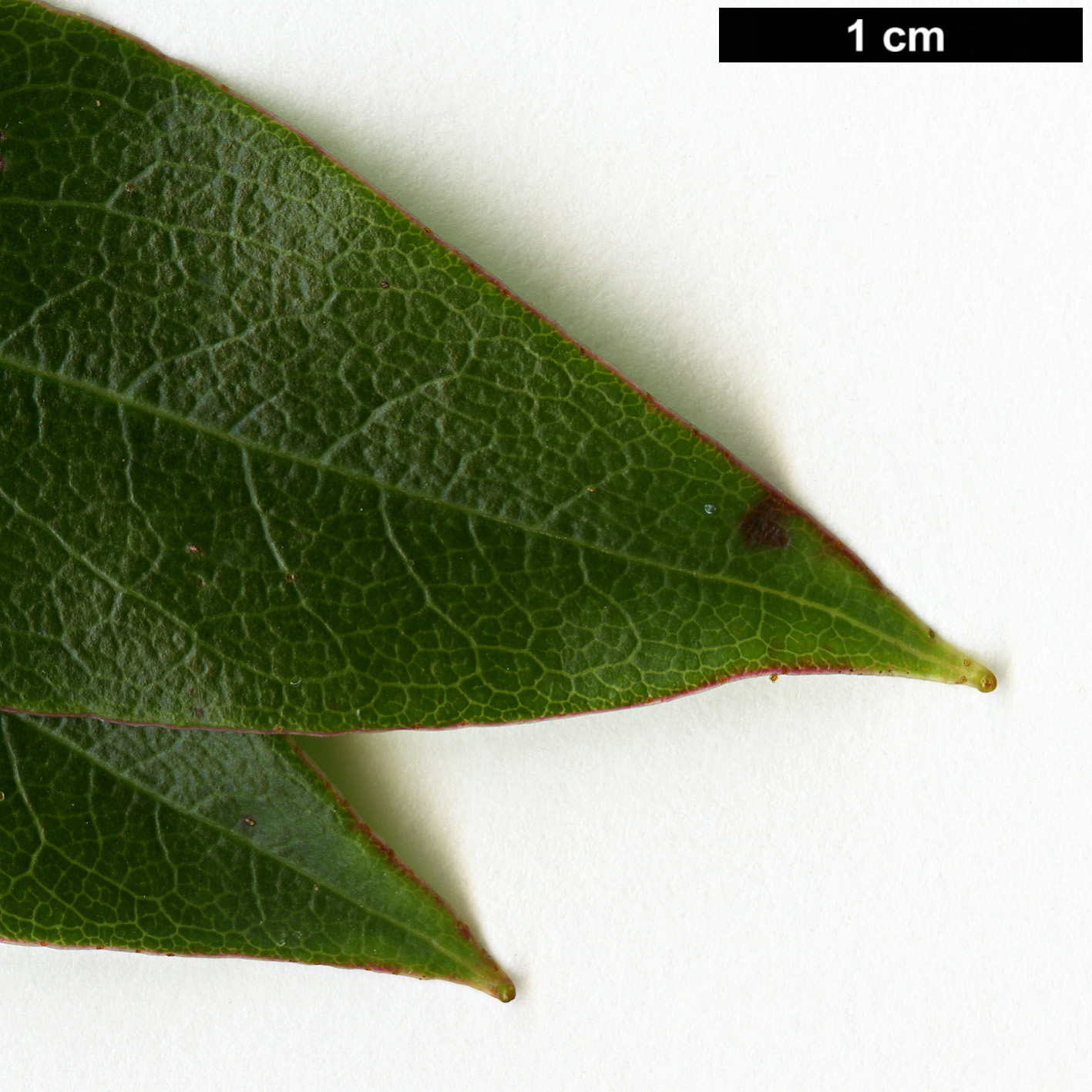 High resolution image: Family: Ericaceae - Genus: Rhododendron - Taxon: kasoense