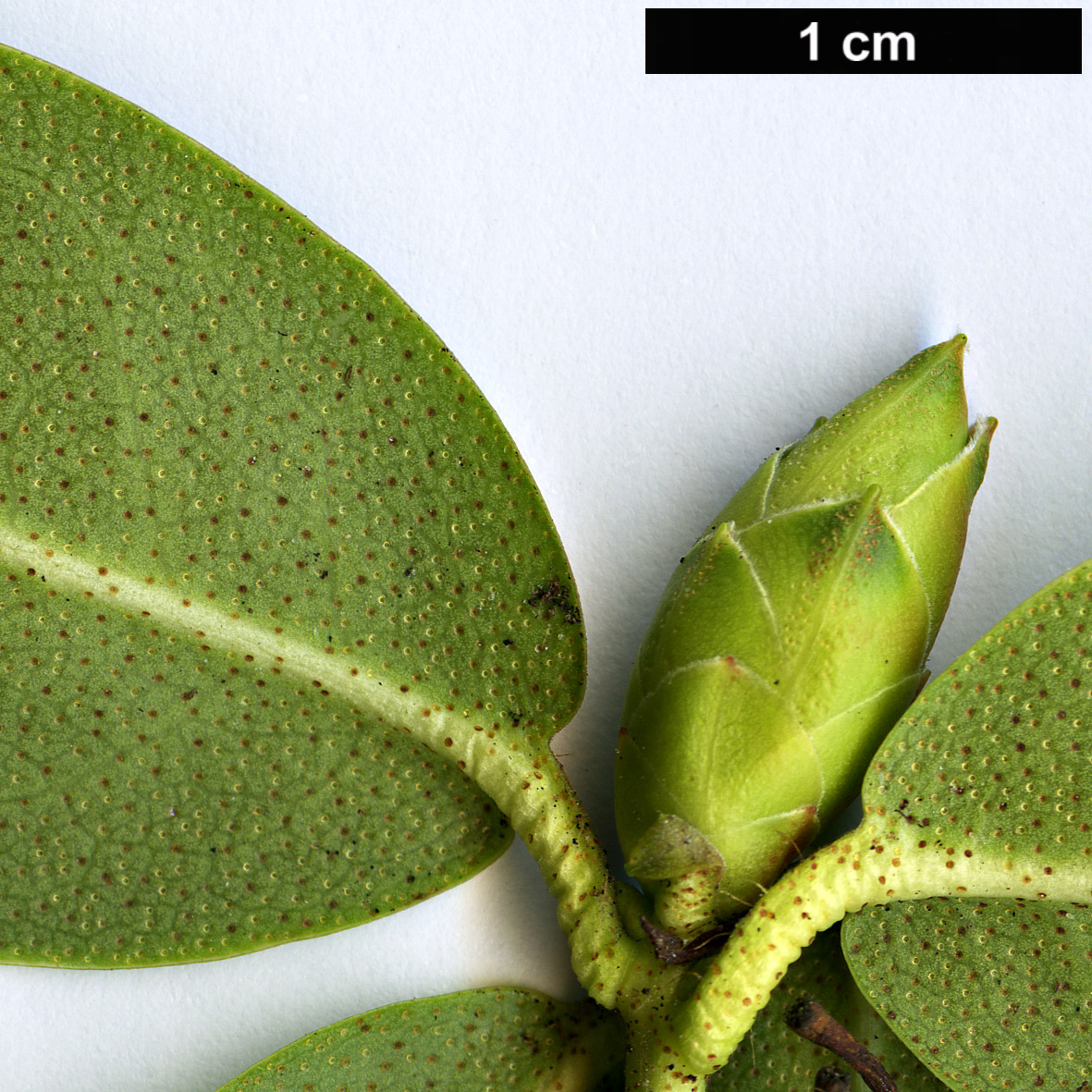 High resolution image: Family: Ericaceae - Genus: Rhododendron - Taxon: keiskei