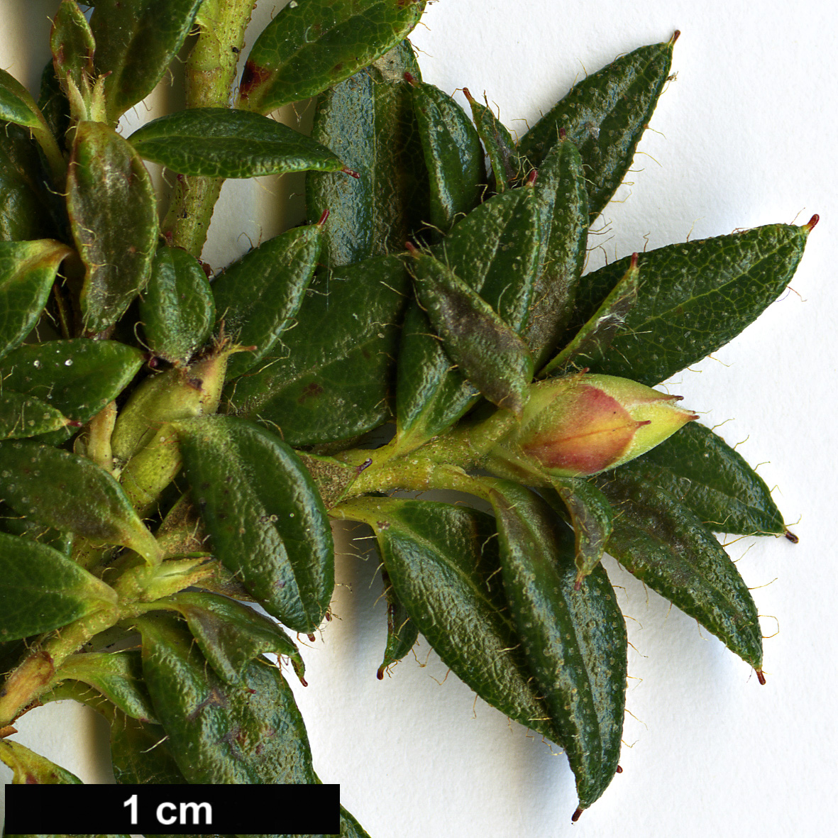 High resolution image: Family: Ericaceae - Genus: Rhododendron - Taxon: keleticum