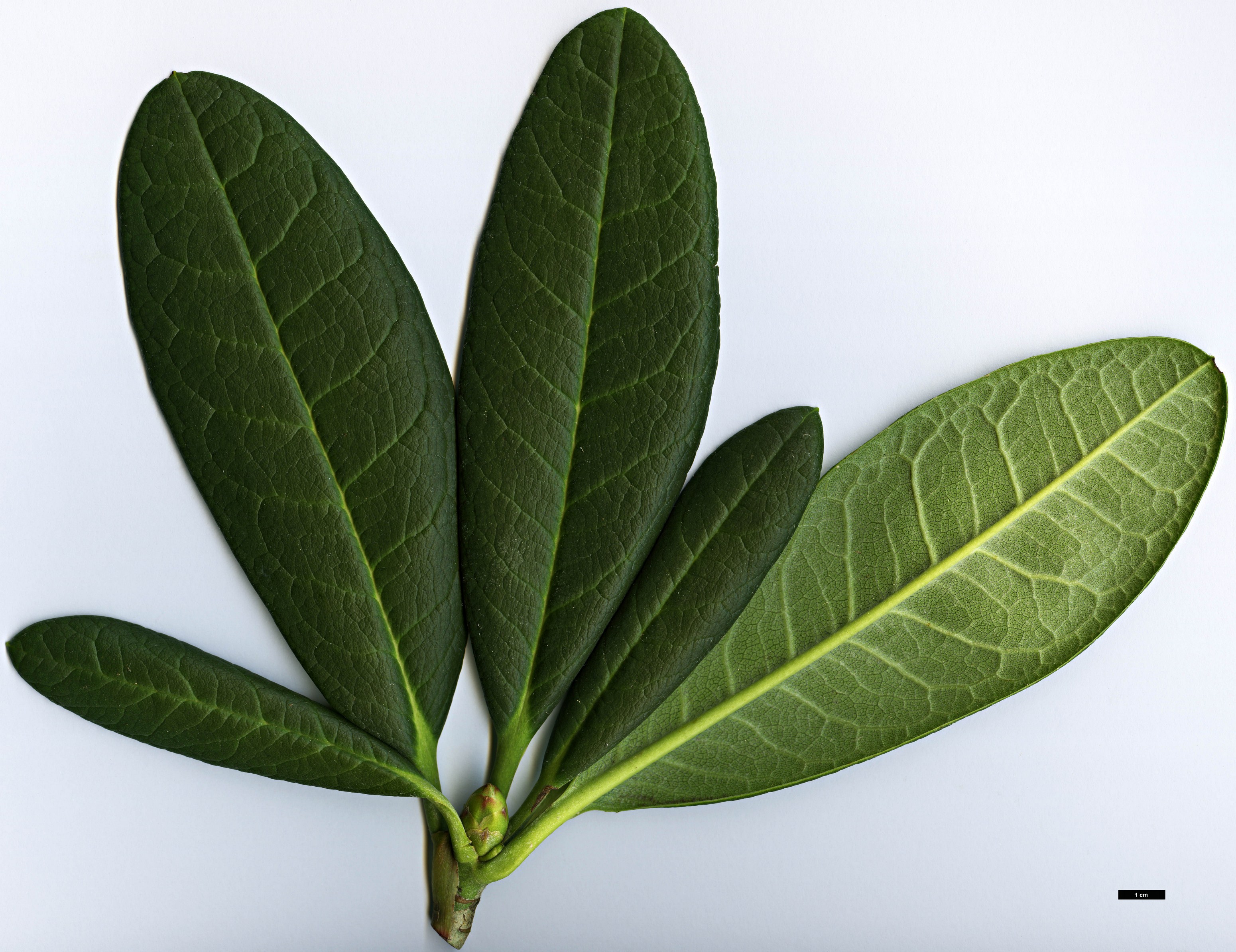 High resolution image: Family: Ericaceae - Genus: Rhododendron - Taxon: kesangiae