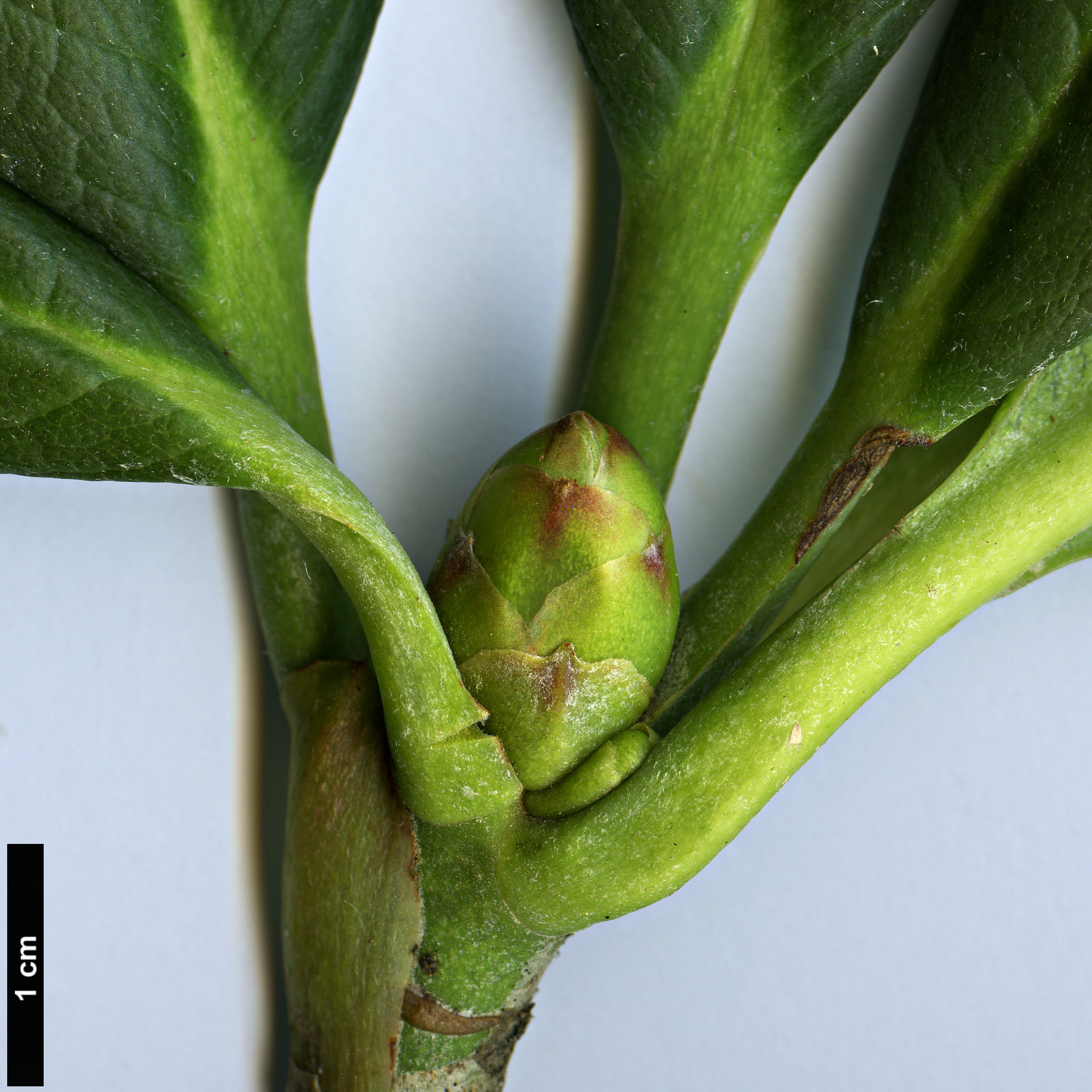 High resolution image: Family: Ericaceae - Genus: Rhododendron - Taxon: kesangiae