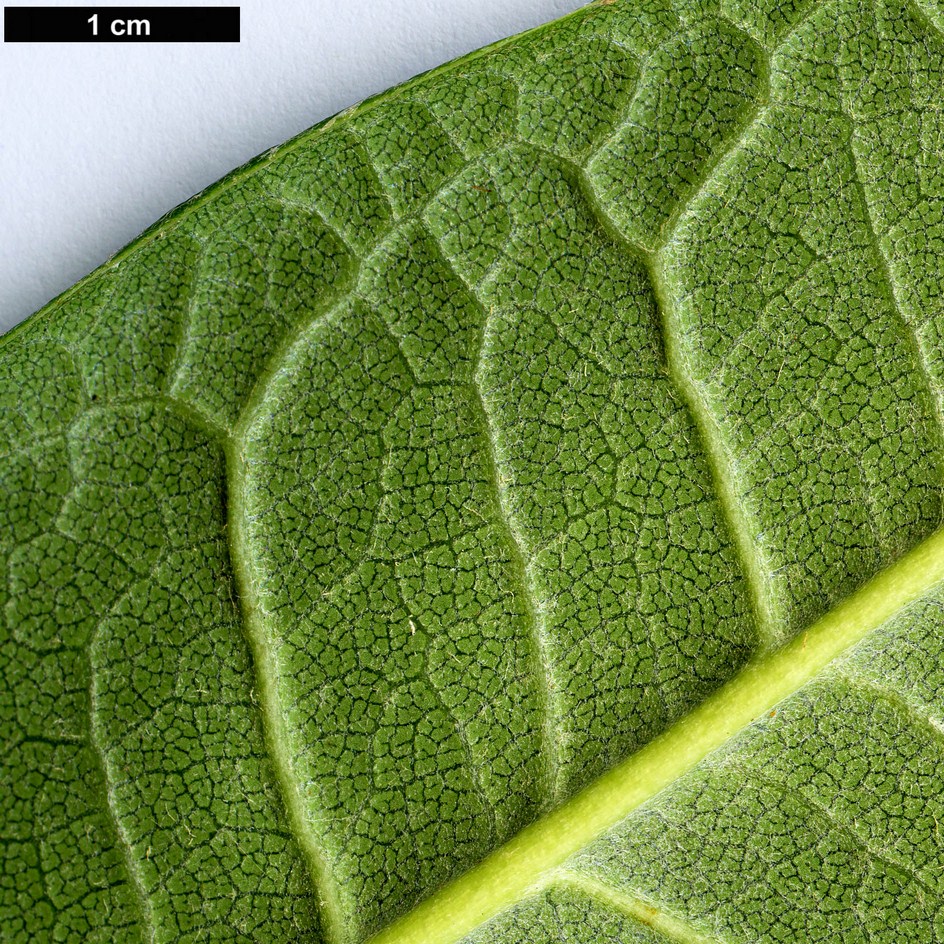 High resolution image: Family: Ericaceae - Genus: Rhododendron - Taxon: kesangiae