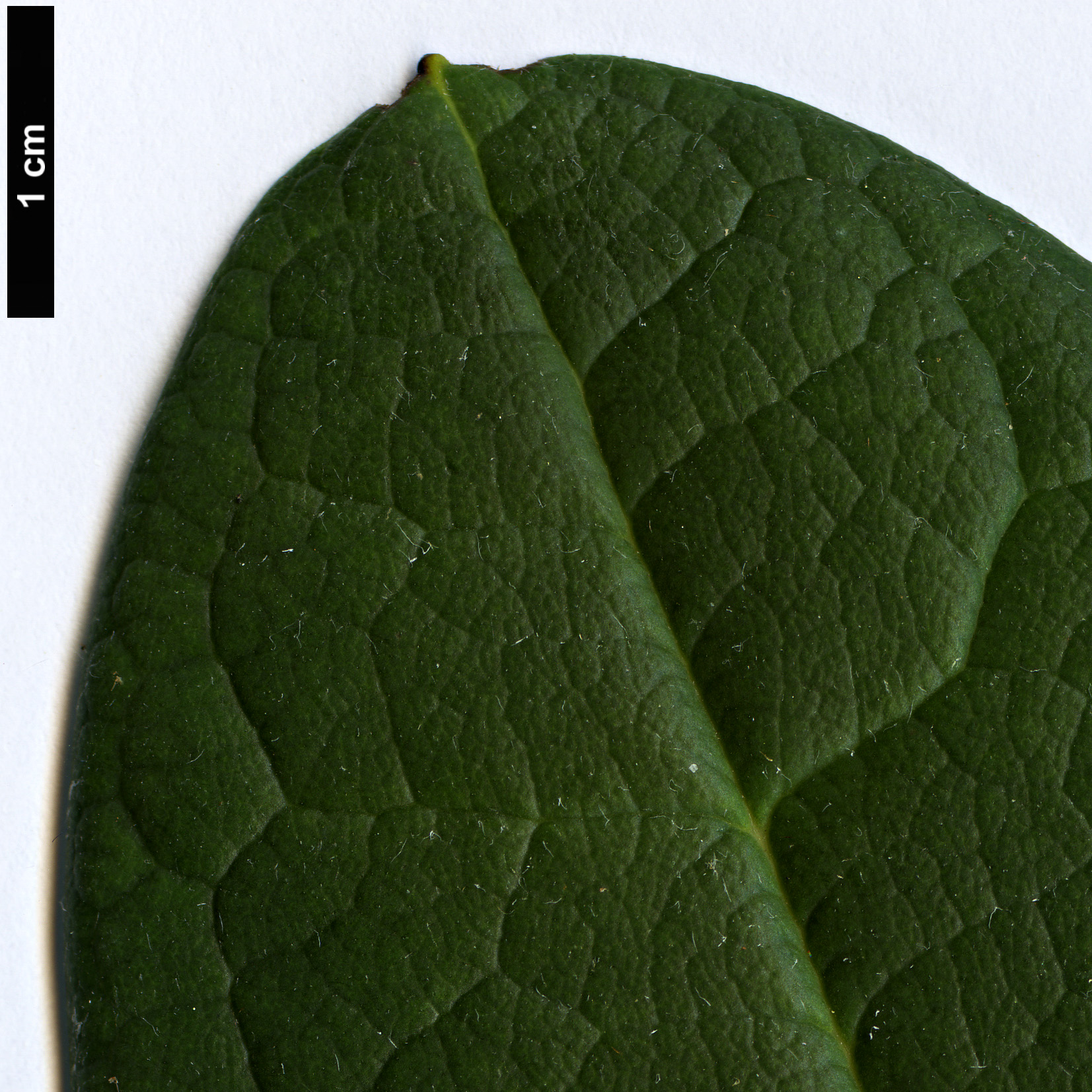 High resolution image: Family: Ericaceae - Genus: Rhododendron - Taxon: kesangiae