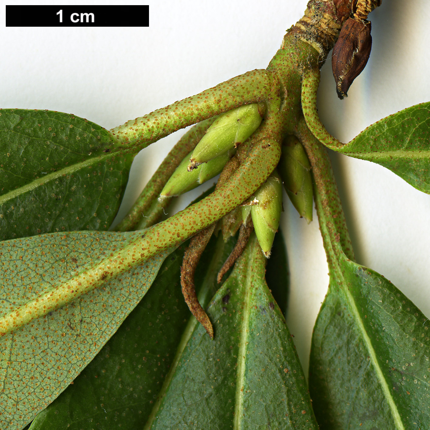 High resolution image: Family: Ericaceae - Genus: Rhododendron - Taxon: keysii