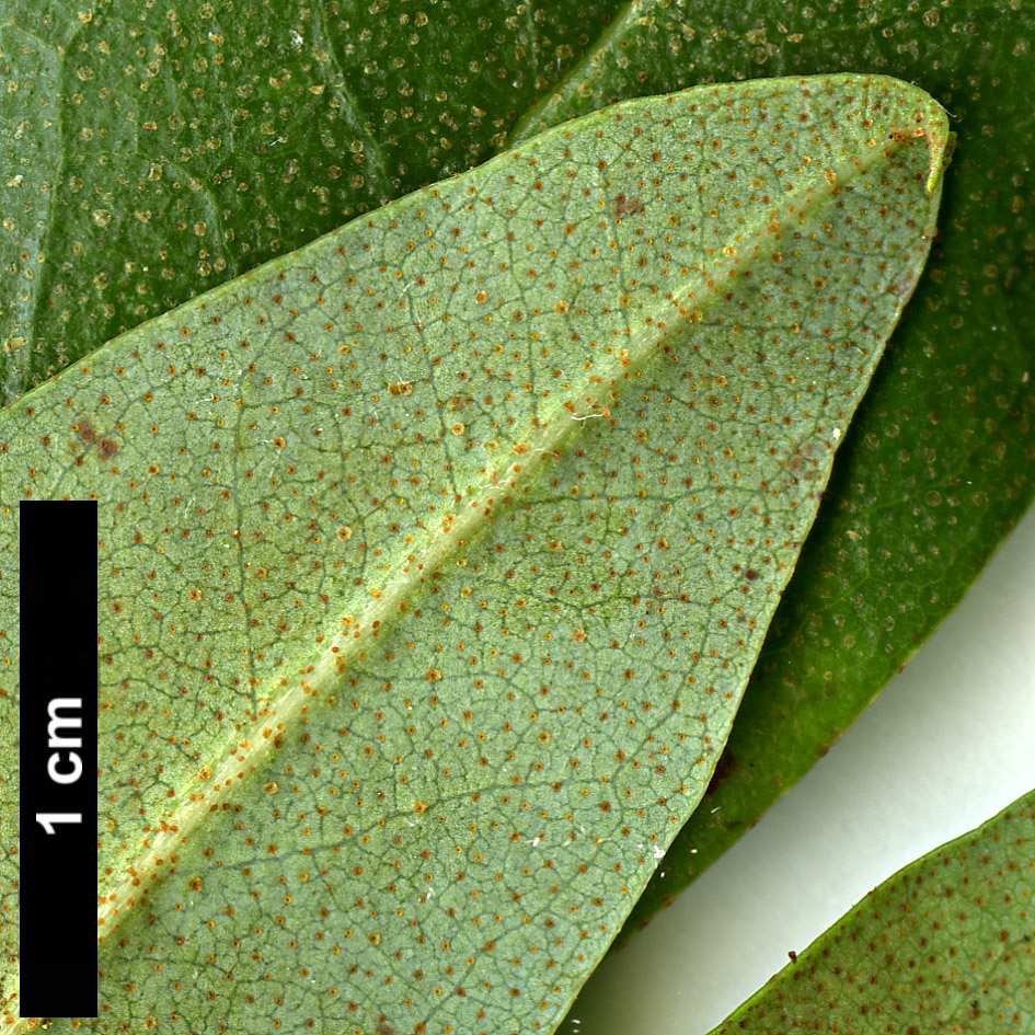 High resolution image: Family: Ericaceae - Genus: Rhododendron - Taxon: keysii