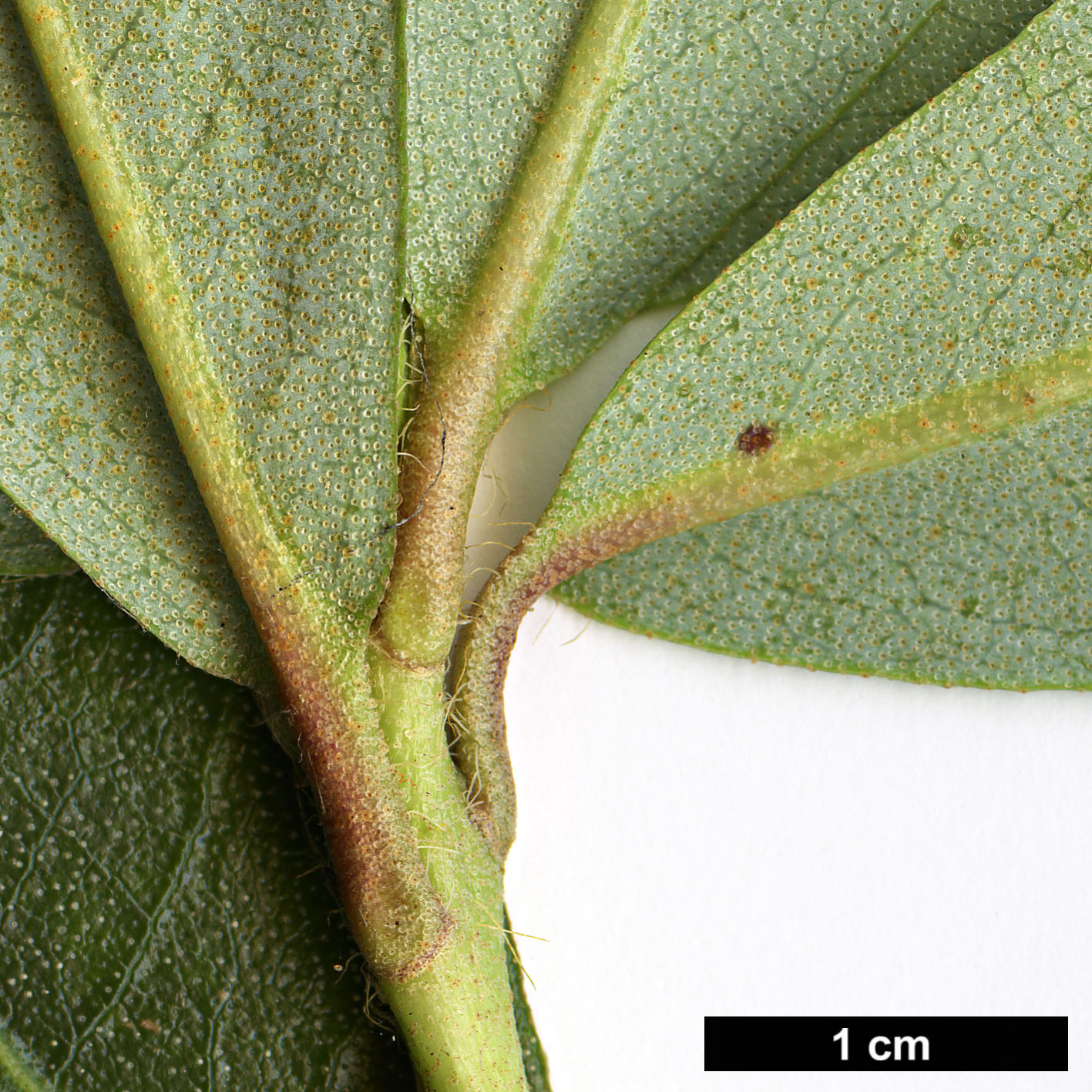 High resolution image: Family: Ericaceae - Genus: Rhododendron - Taxon: kiangsiense