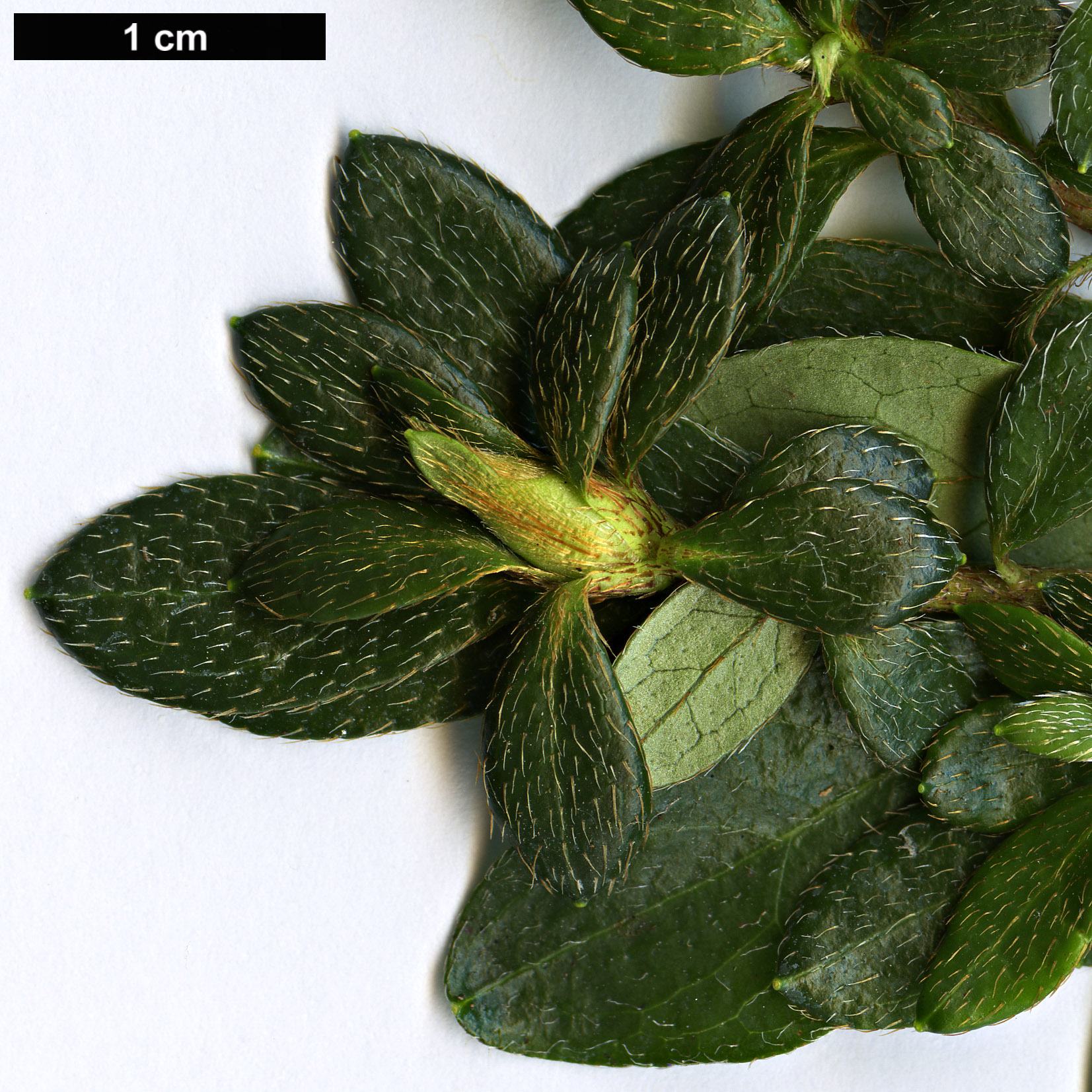 High resolution image: Family: Ericaceae - Genus: Rhododendron - Taxon: kiusianum