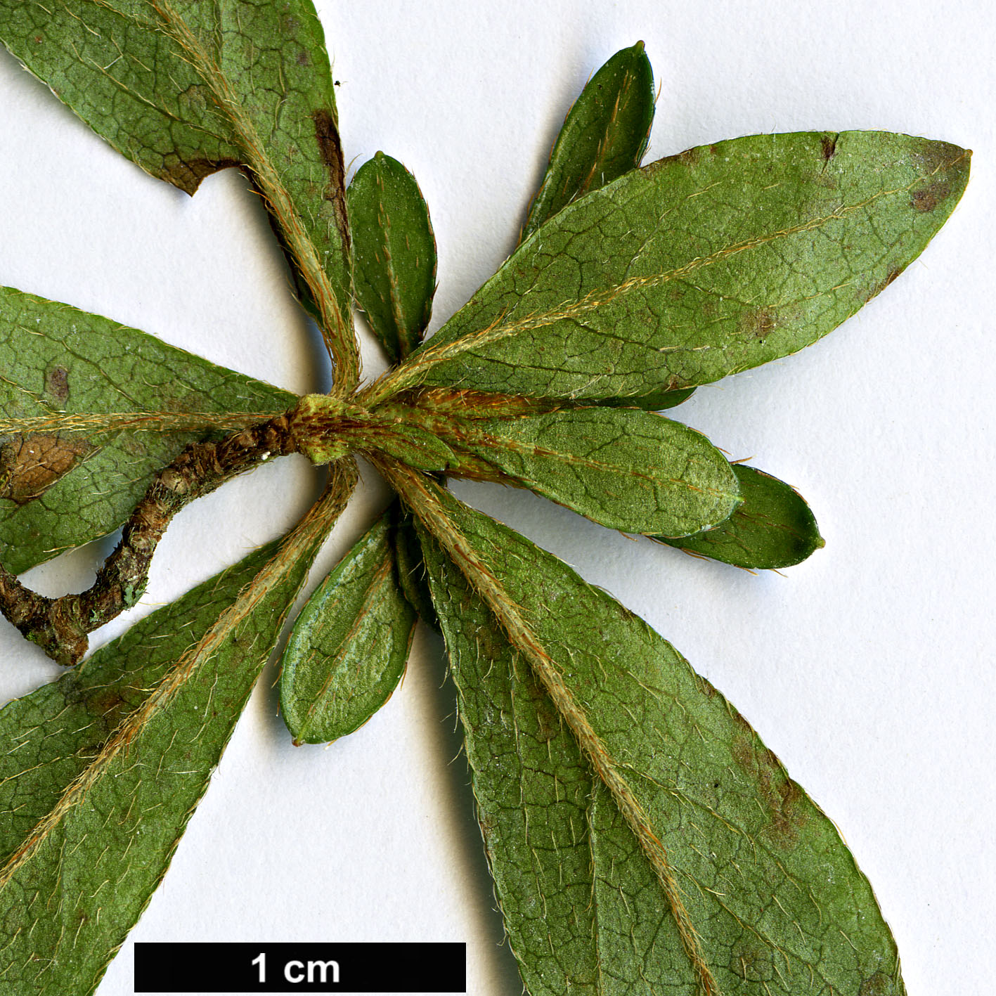 High resolution image: Family: Ericaceae - Genus: Rhododendron - Taxon: komiyamae