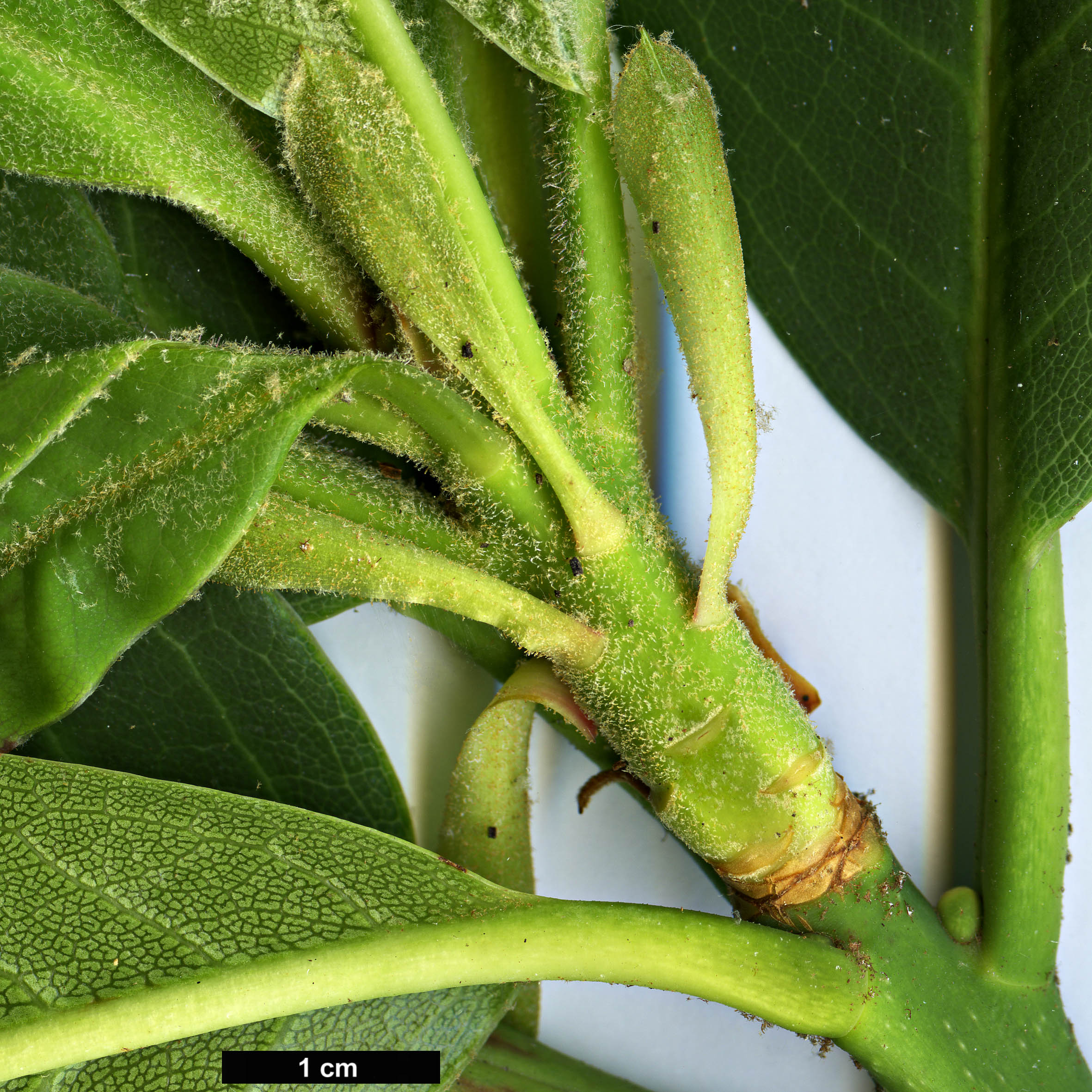 High resolution image: Family: Ericaceae - Genus: Rhododendron - Taxon: kyawii