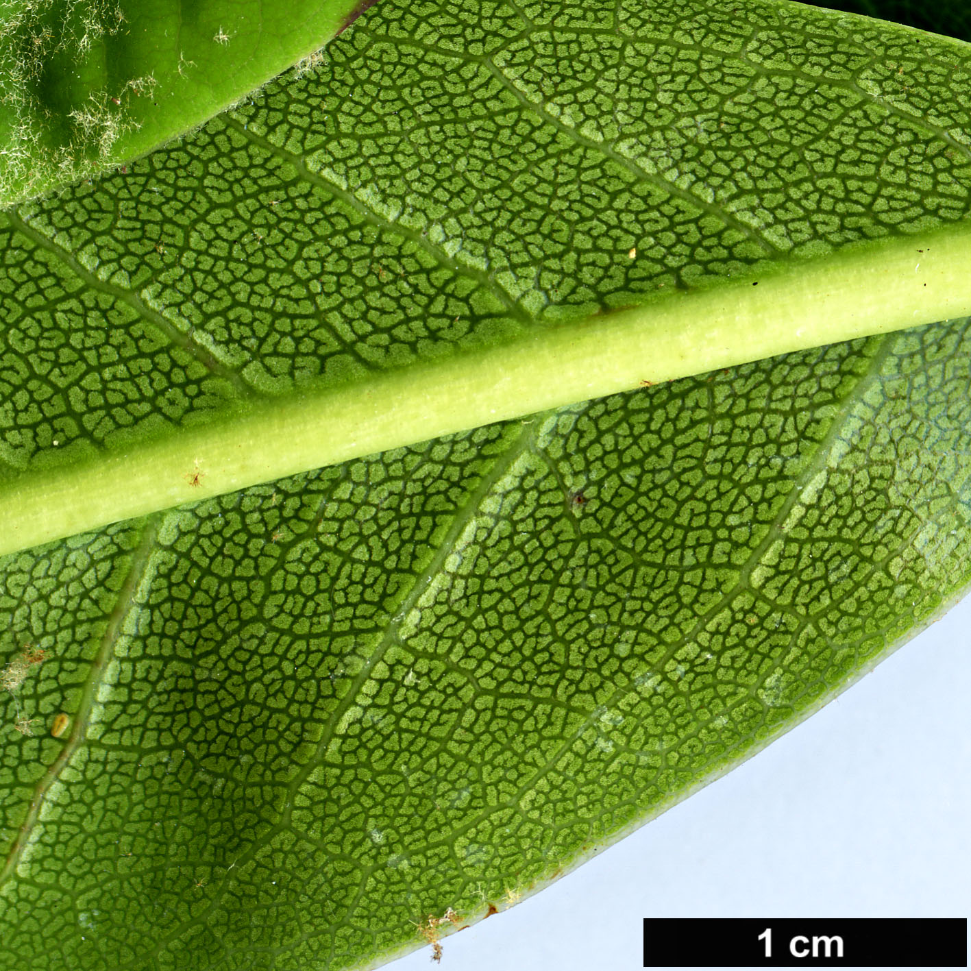 High resolution image: Family: Ericaceae - Genus: Rhododendron - Taxon: kyawii