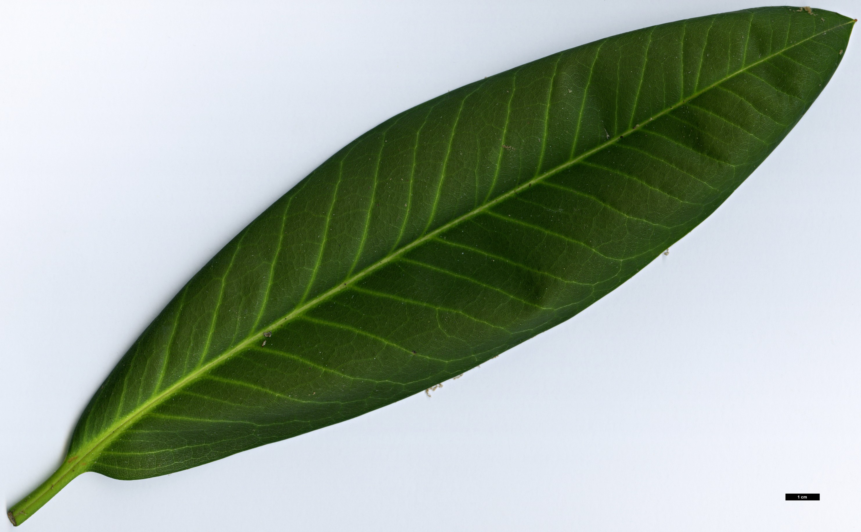 High resolution image: Family: Ericaceae - Genus: Rhododendron - Taxon: kyawii