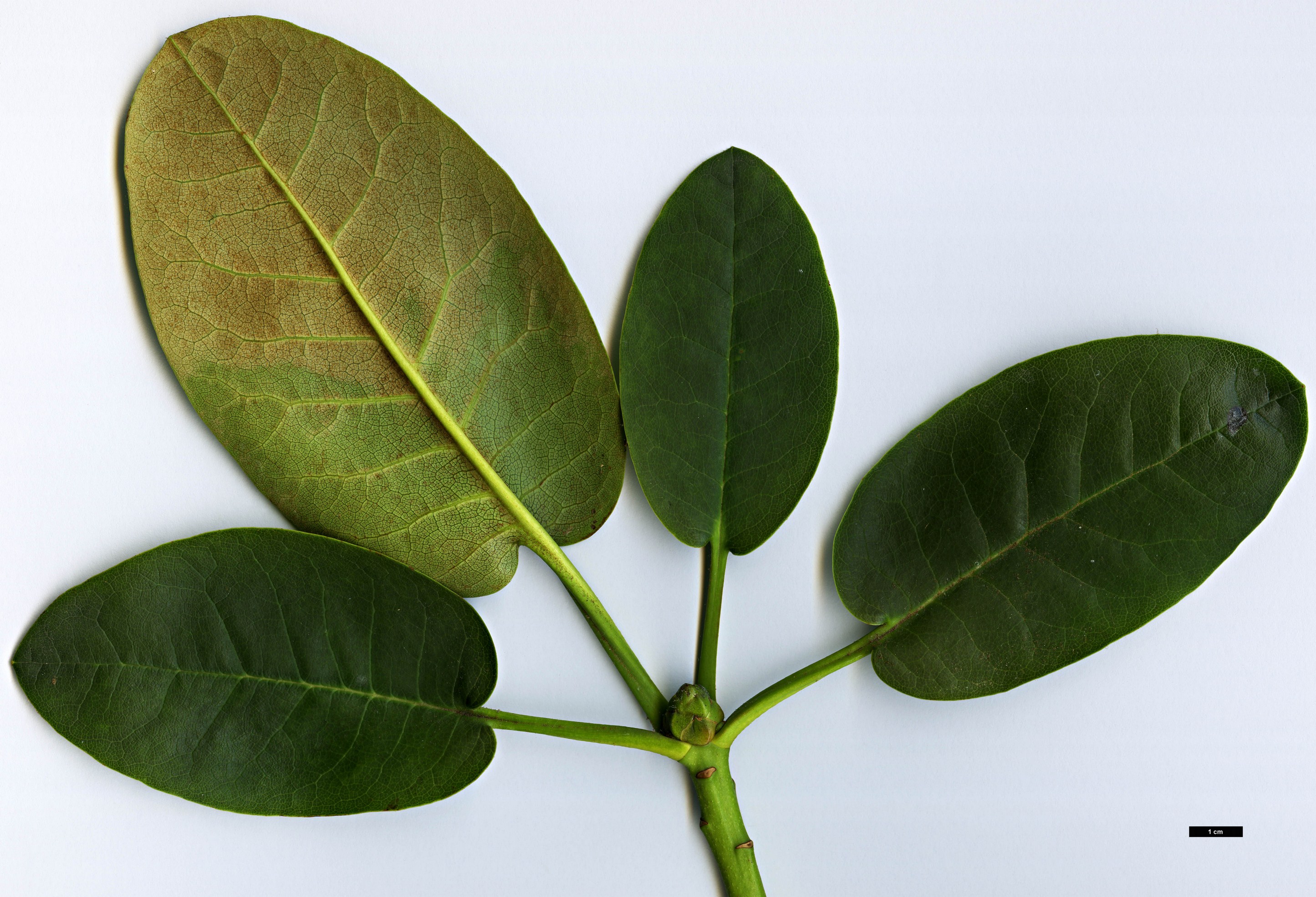 High resolution image: Family: Ericaceae - Genus: Rhododendron - Taxon: lacteum