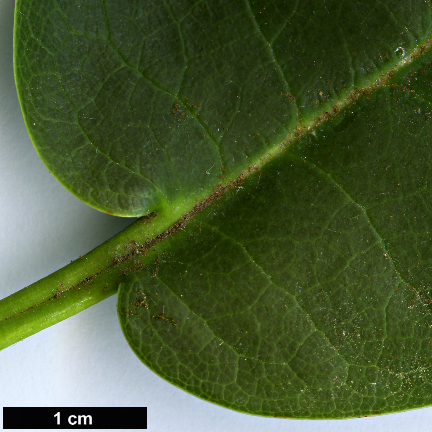 High resolution image: Family: Ericaceae - Genus: Rhododendron - Taxon: lacteum