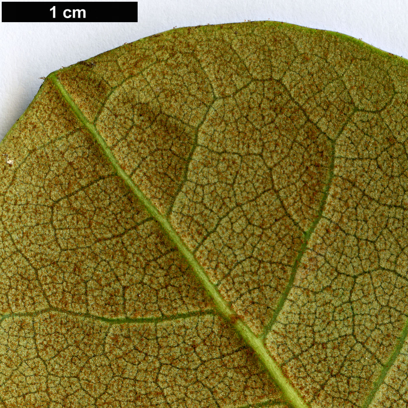 High resolution image: Family: Ericaceae - Genus: Rhododendron - Taxon: lacteum