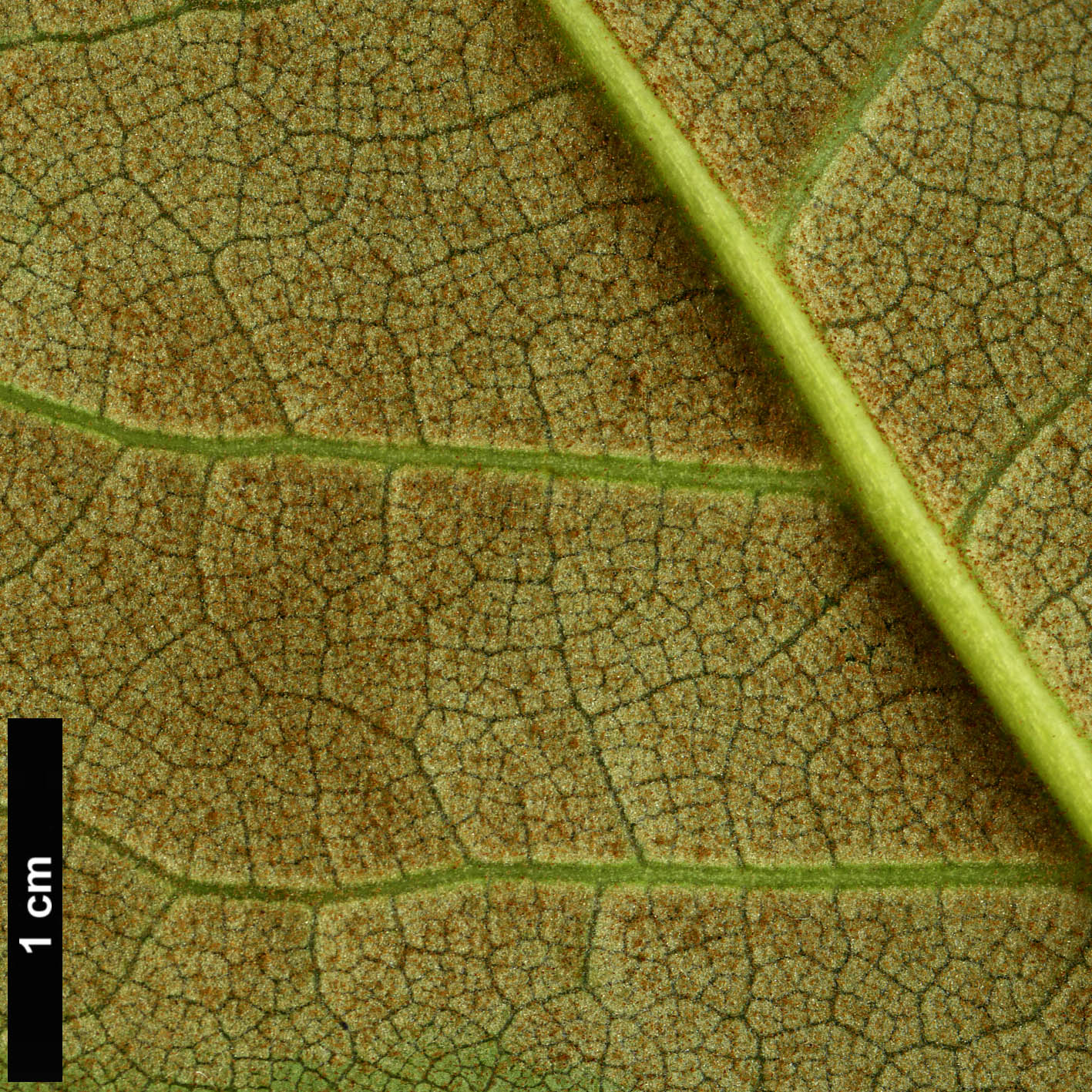 High resolution image: Family: Ericaceae - Genus: Rhododendron - Taxon: lacteum