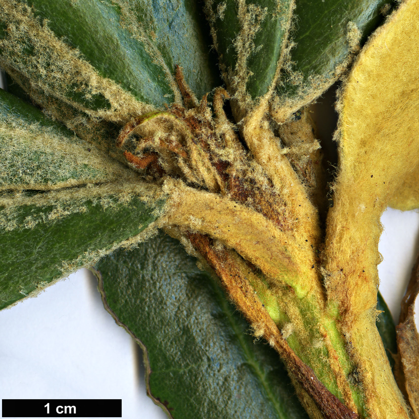 High resolution image: Family: Ericaceae - Genus: Rhododendron - Taxon: lanatoides