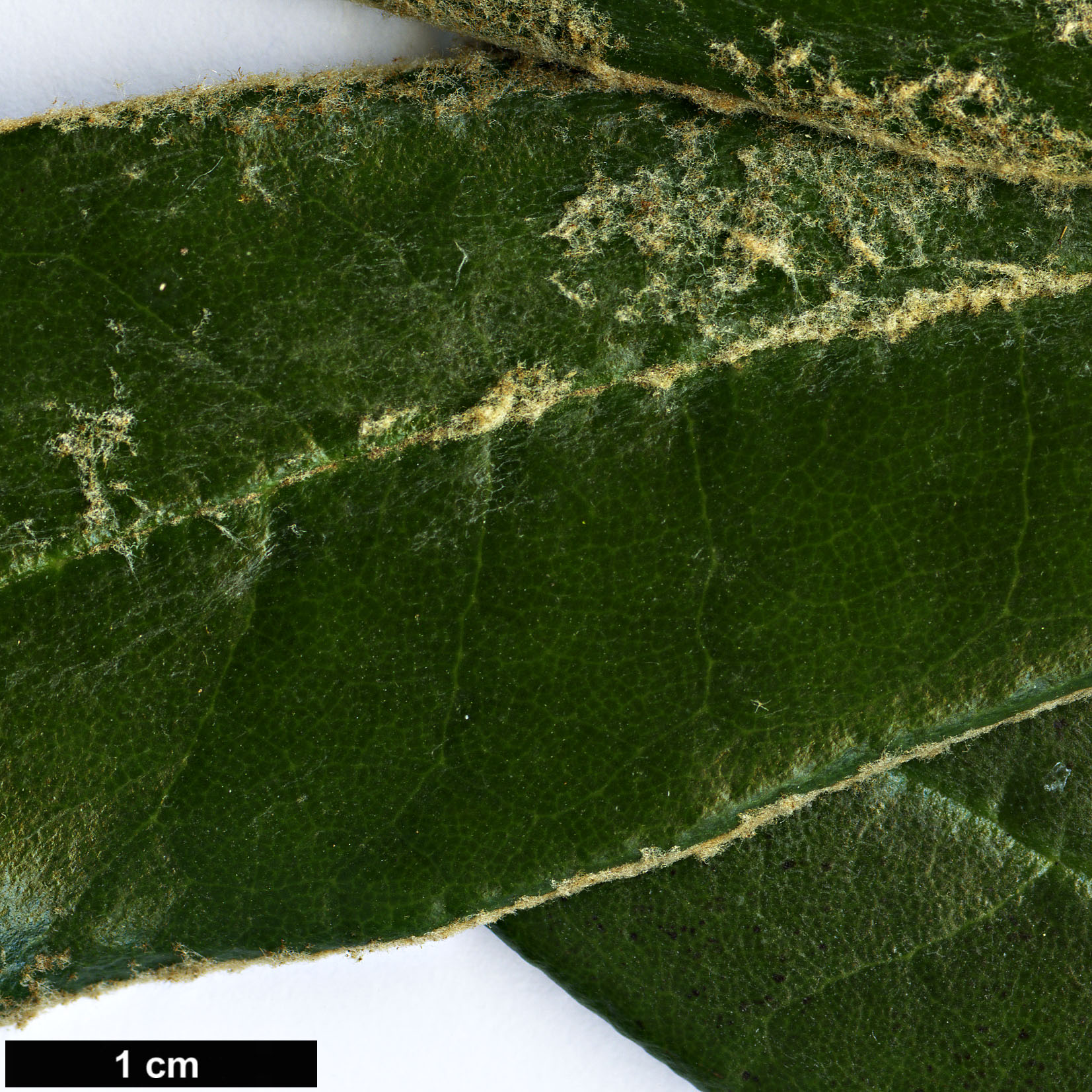 High resolution image: Family: Ericaceae - Genus: Rhododendron - Taxon: lanatoides