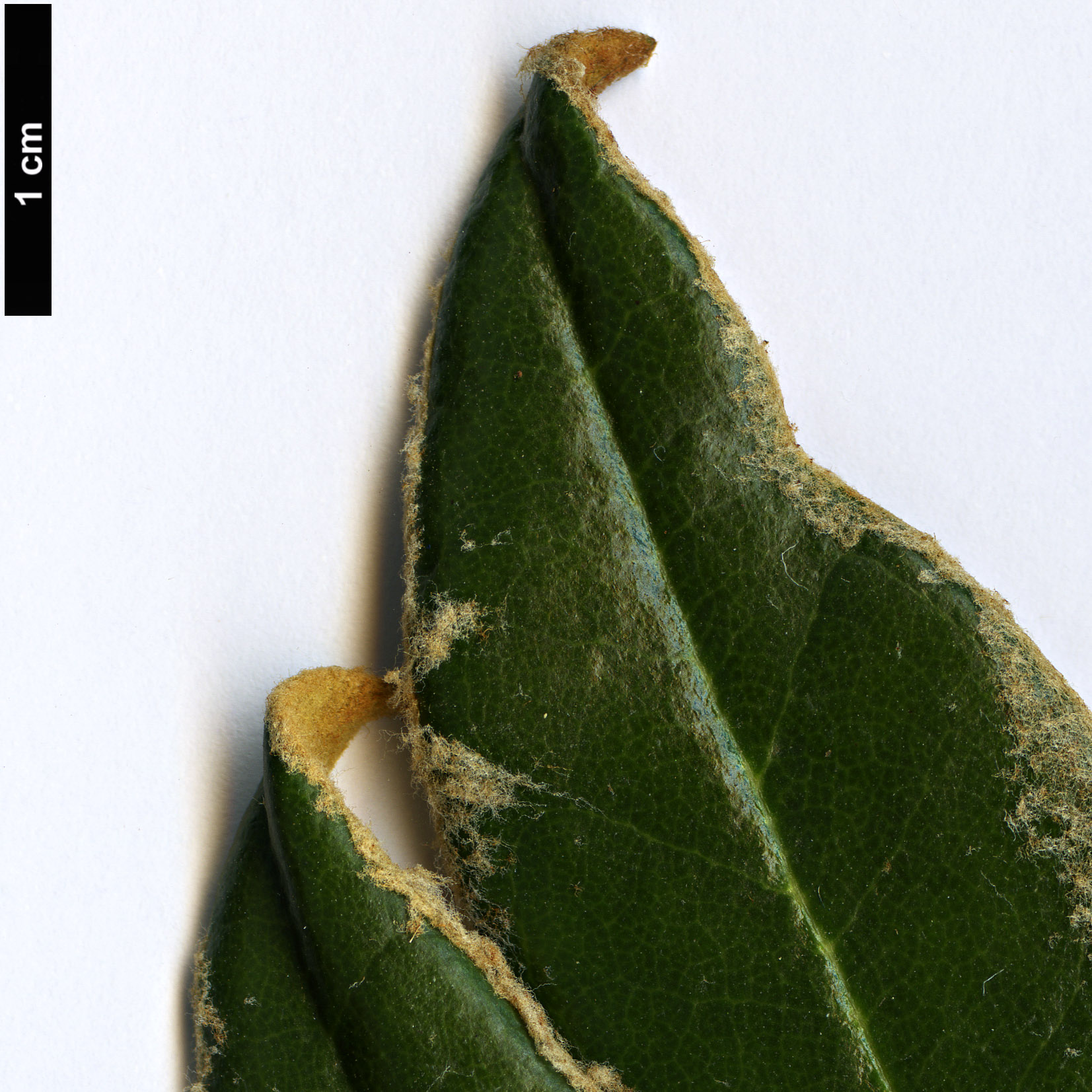 High resolution image: Family: Ericaceae - Genus: Rhododendron - Taxon: lanatoides