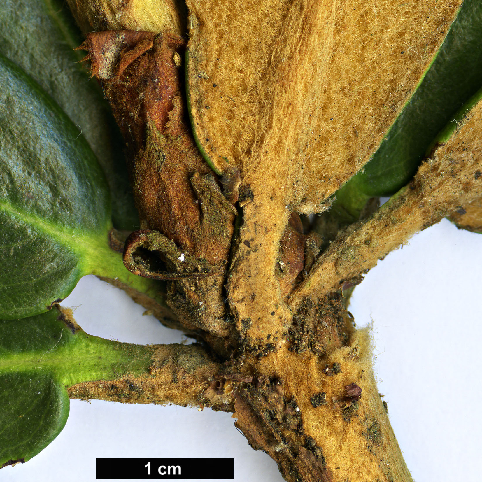 High resolution image: Family: Ericaceae - Genus: Rhododendron - Taxon: lanatoides