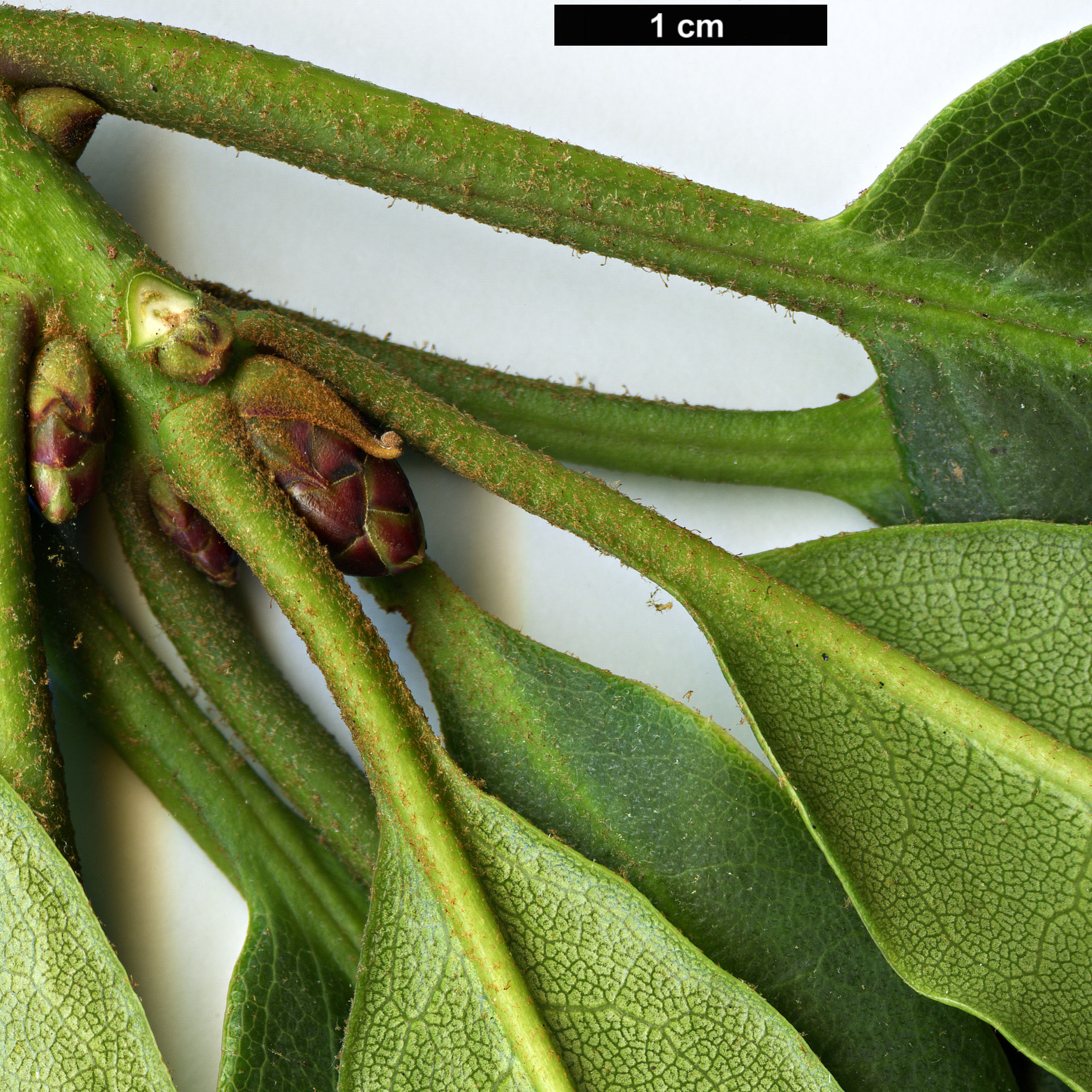 High resolution image: Family: Ericaceae - Genus: Rhododendron - Taxon: langbianense