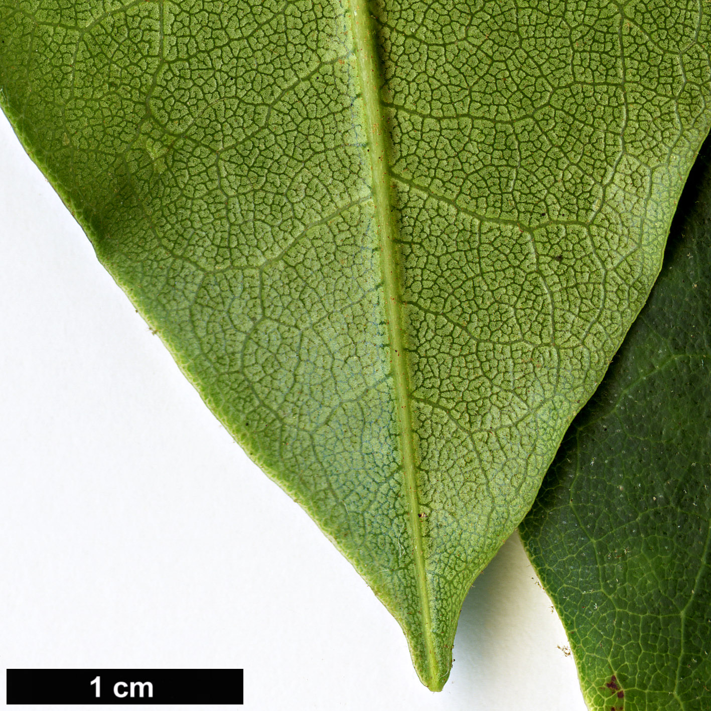 High resolution image: Family: Ericaceae - Genus: Rhododendron - Taxon: langbianense