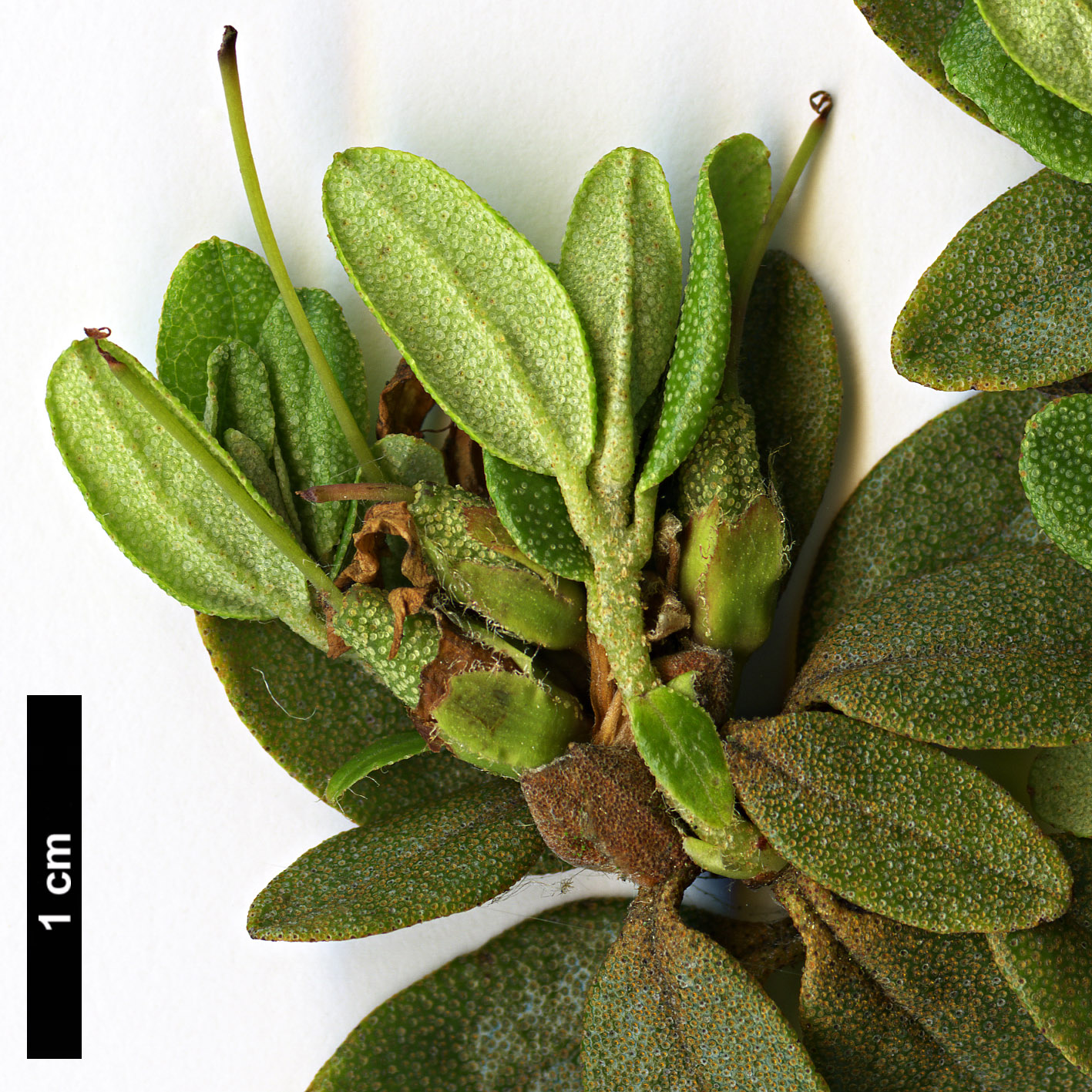 High resolution image: Family: Ericaceae - Genus: Rhododendron - Taxon: lapponicum