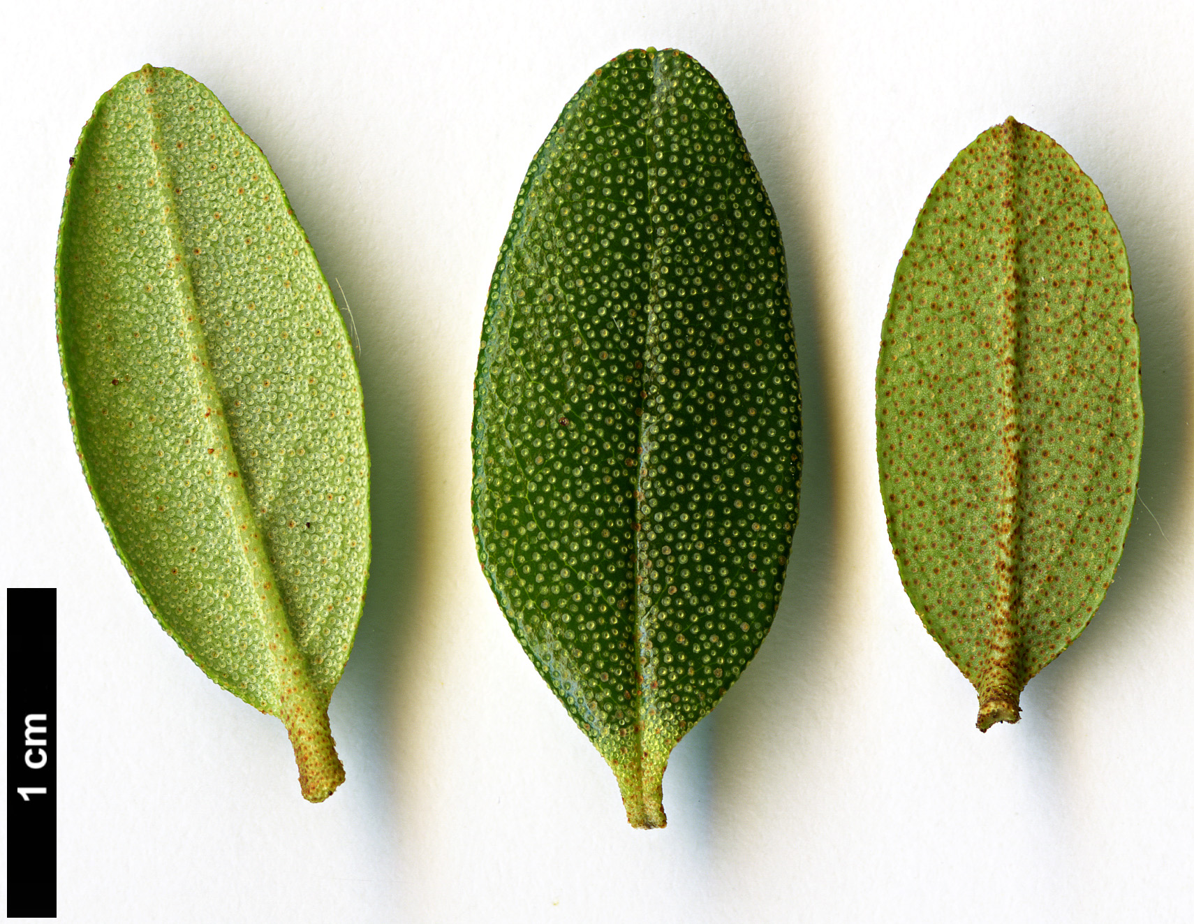 High resolution image: Family: Ericaceae - Genus: Rhododendron - Taxon: lapponicum