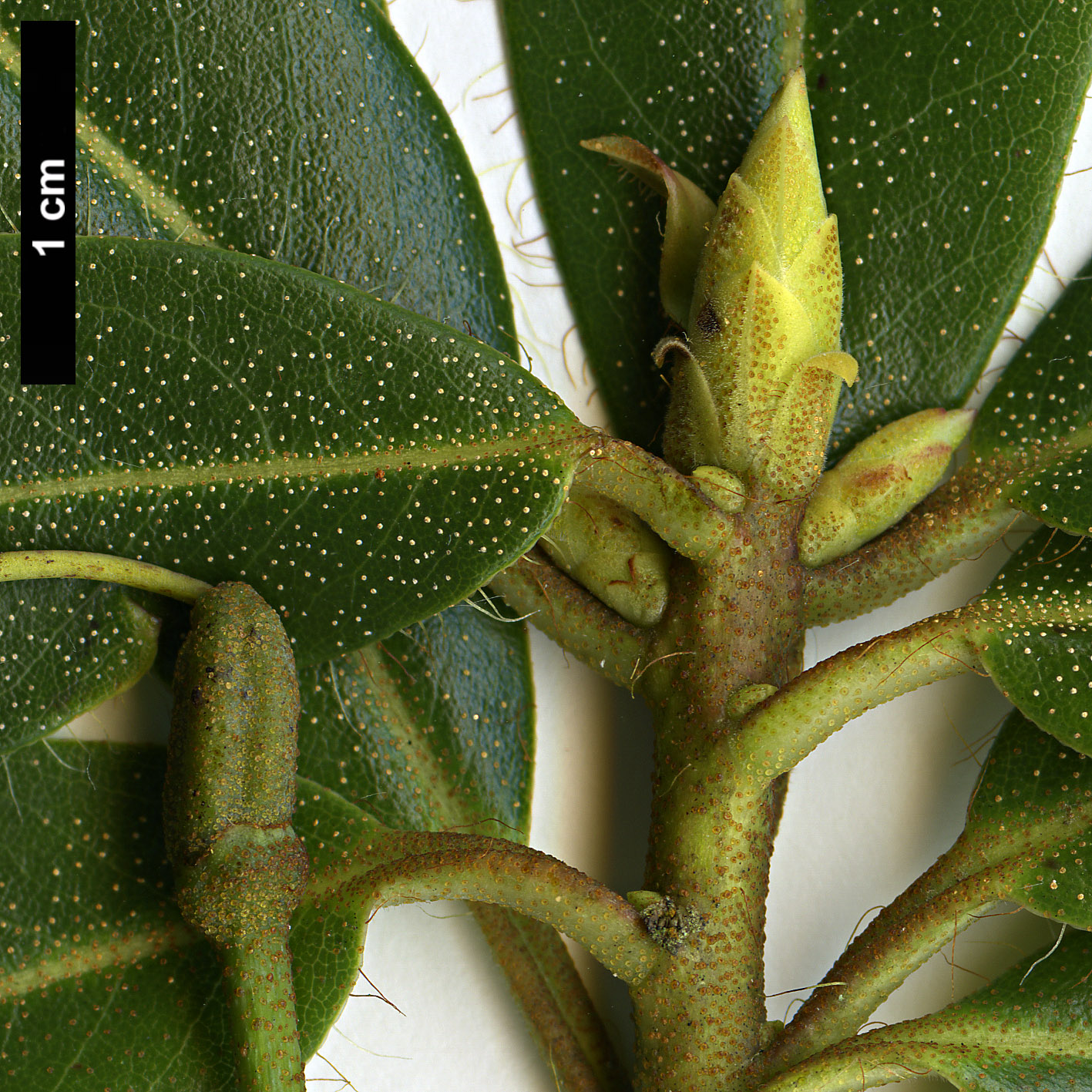 High resolution image: Family: Ericaceae - Genus: Rhododendron - Taxon: lateriflorum