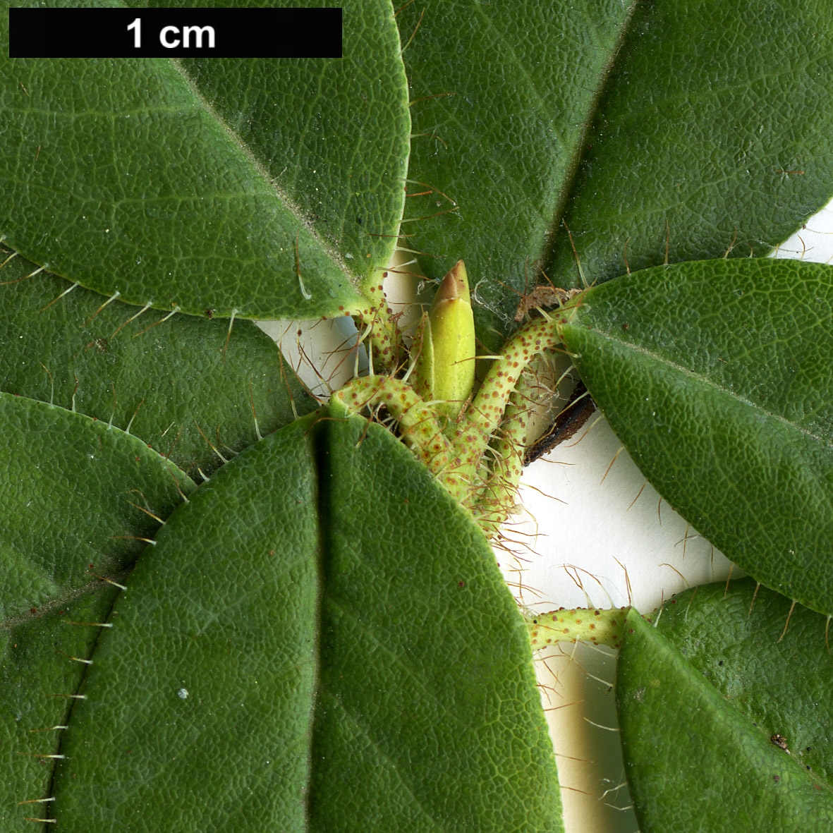 High resolution image: Family: Ericaceae - Genus: Rhododendron - Taxon: lepidostylum