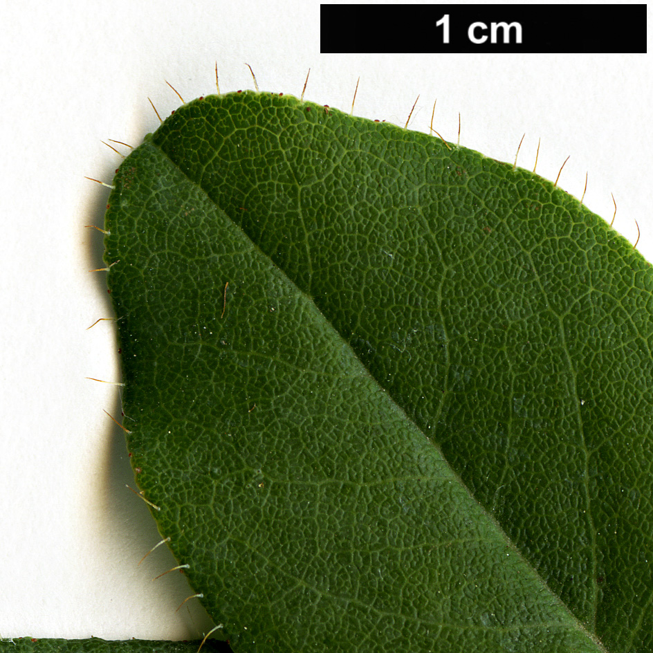 High resolution image: Family: Ericaceae - Genus: Rhododendron - Taxon: lepidostylum