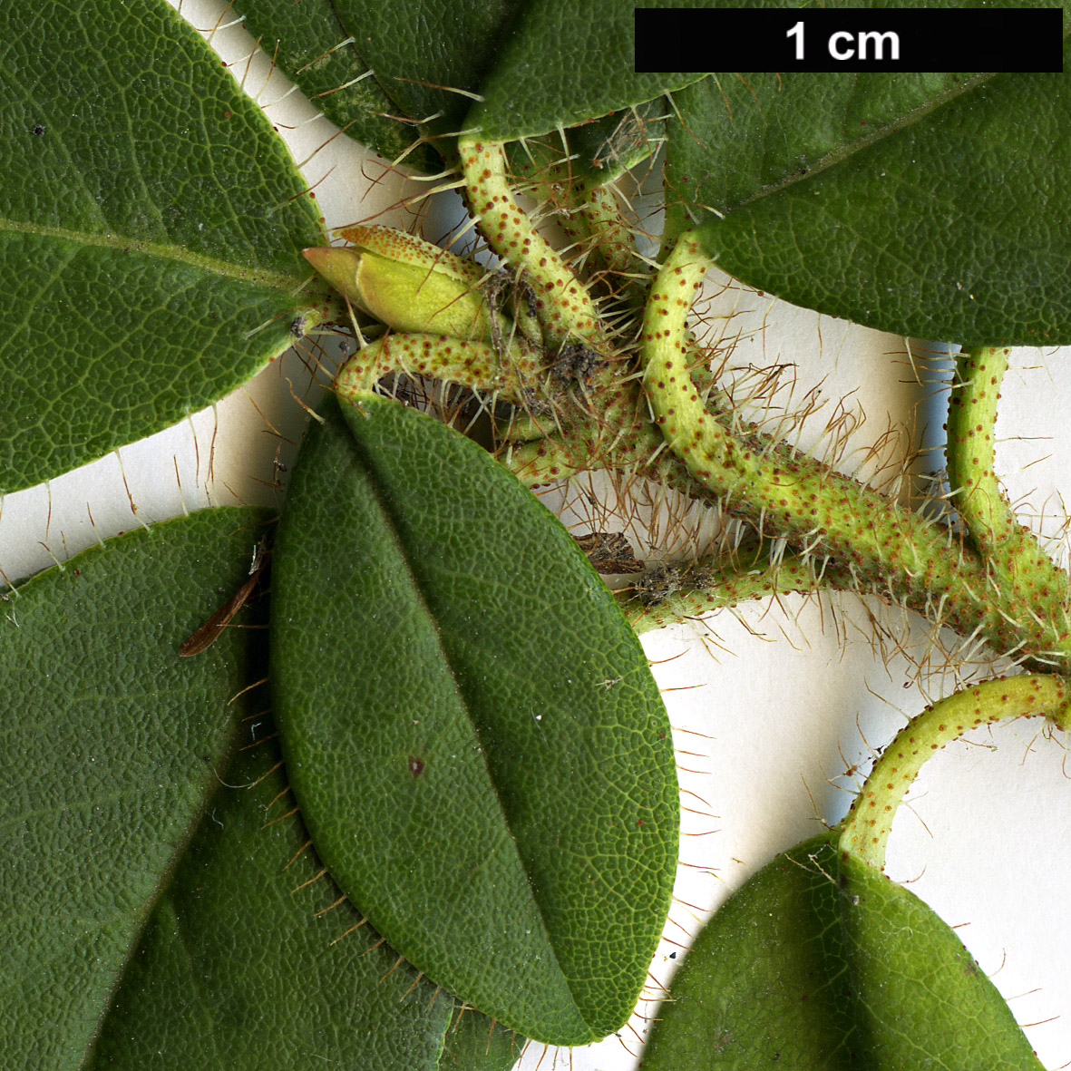 High resolution image: Family: Ericaceae - Genus: Rhododendron - Taxon: lepidostylum