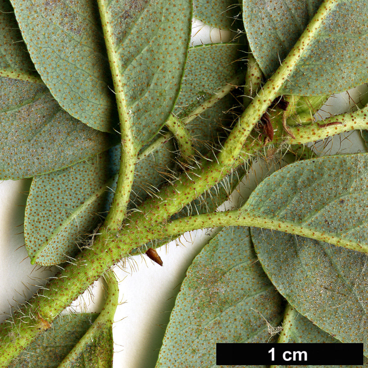 High resolution image: Family: Ericaceae - Genus: Rhododendron - Taxon: lepidostylum