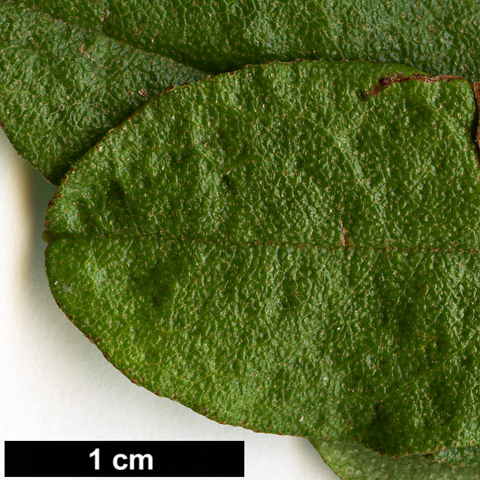 High resolution image: Family: Ericaceae - Genus: Rhododendron - Taxon: lepidotum